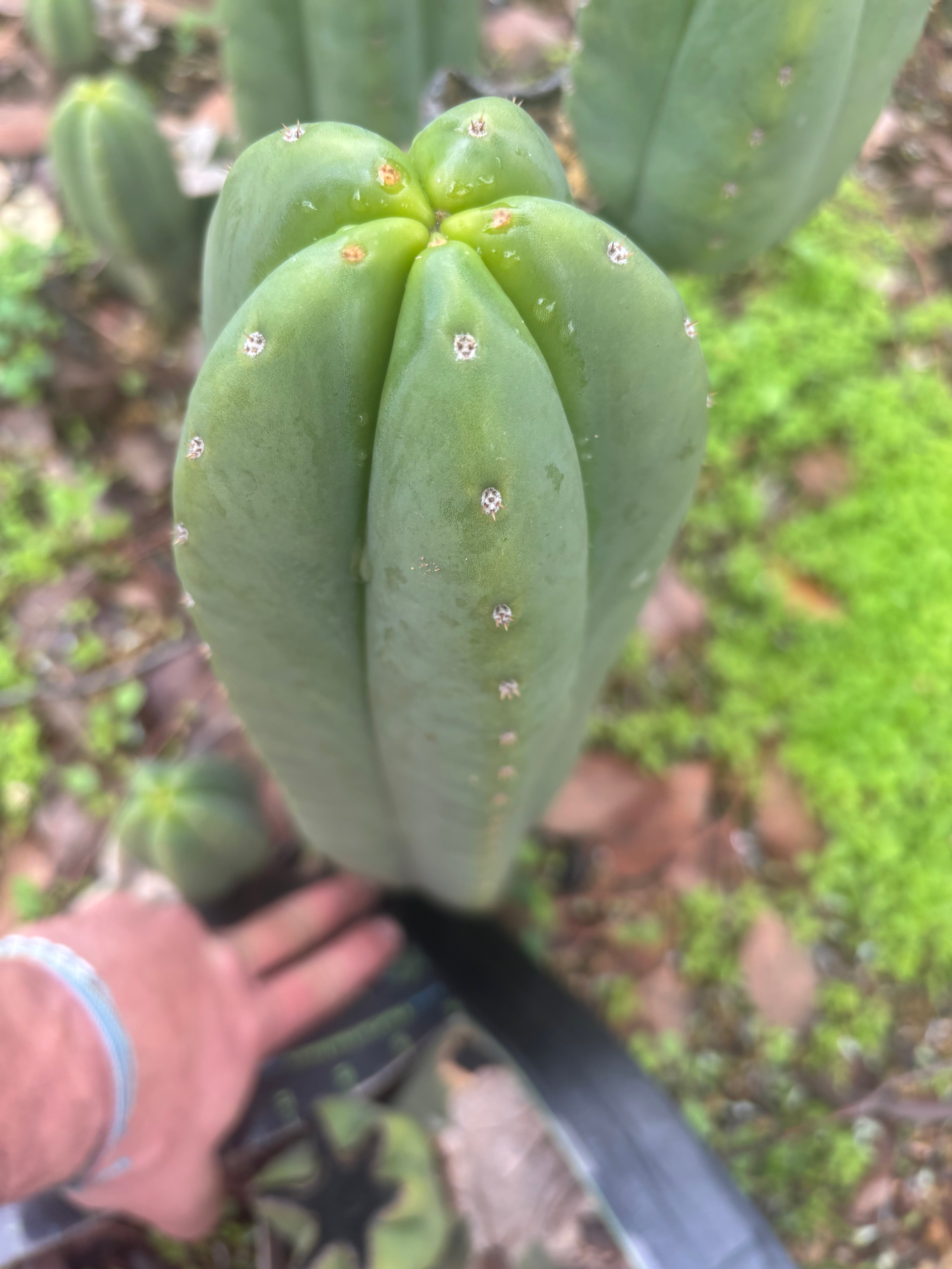 👑🌶️ Scop A — XXL 15” Pup