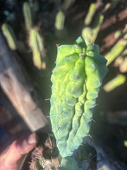 👑💎 Grecas — Rooted Graft with Pup