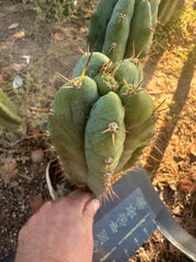 👑🌶️ Kimnach — 10” Tip