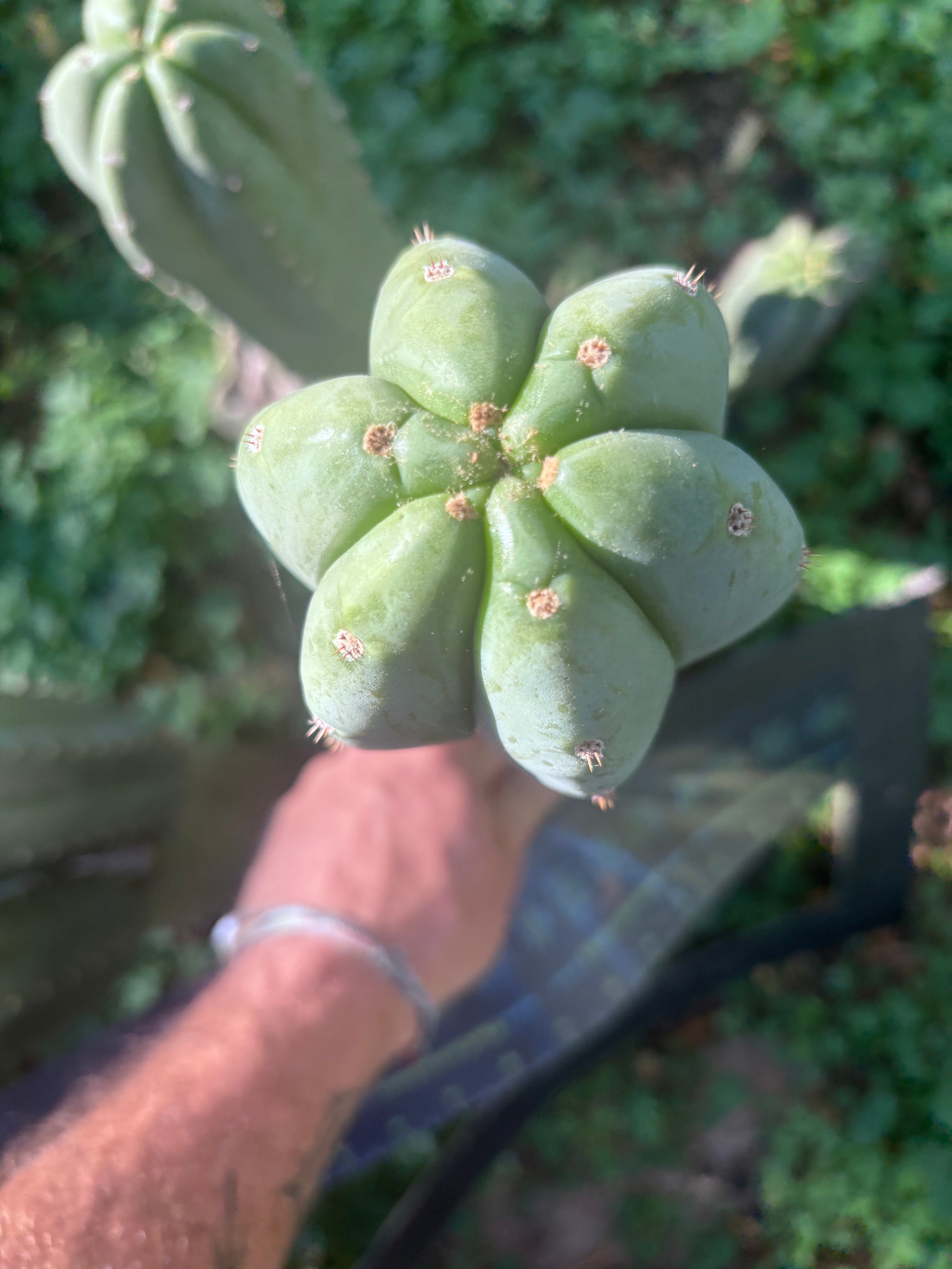 👑🌶️ Pierre — Chonky 12” Tip