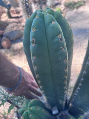 💎🌶️ Tipz x Super Pedro — Massive 15” Pup