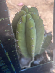 👑🌶️🌶️ Landfill — 10” Pup
