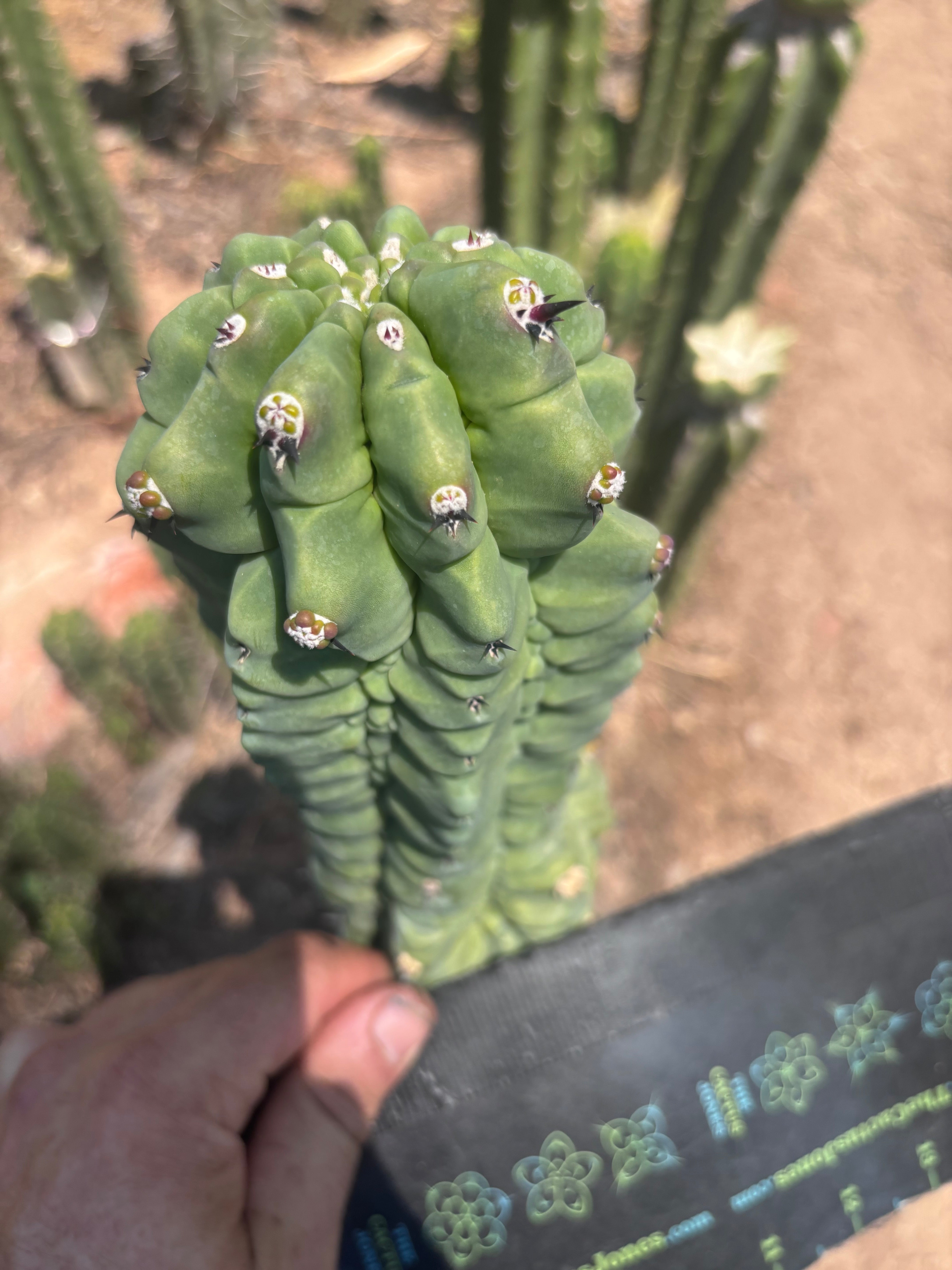 👑💎 Glorp — Chonky 7” Tip