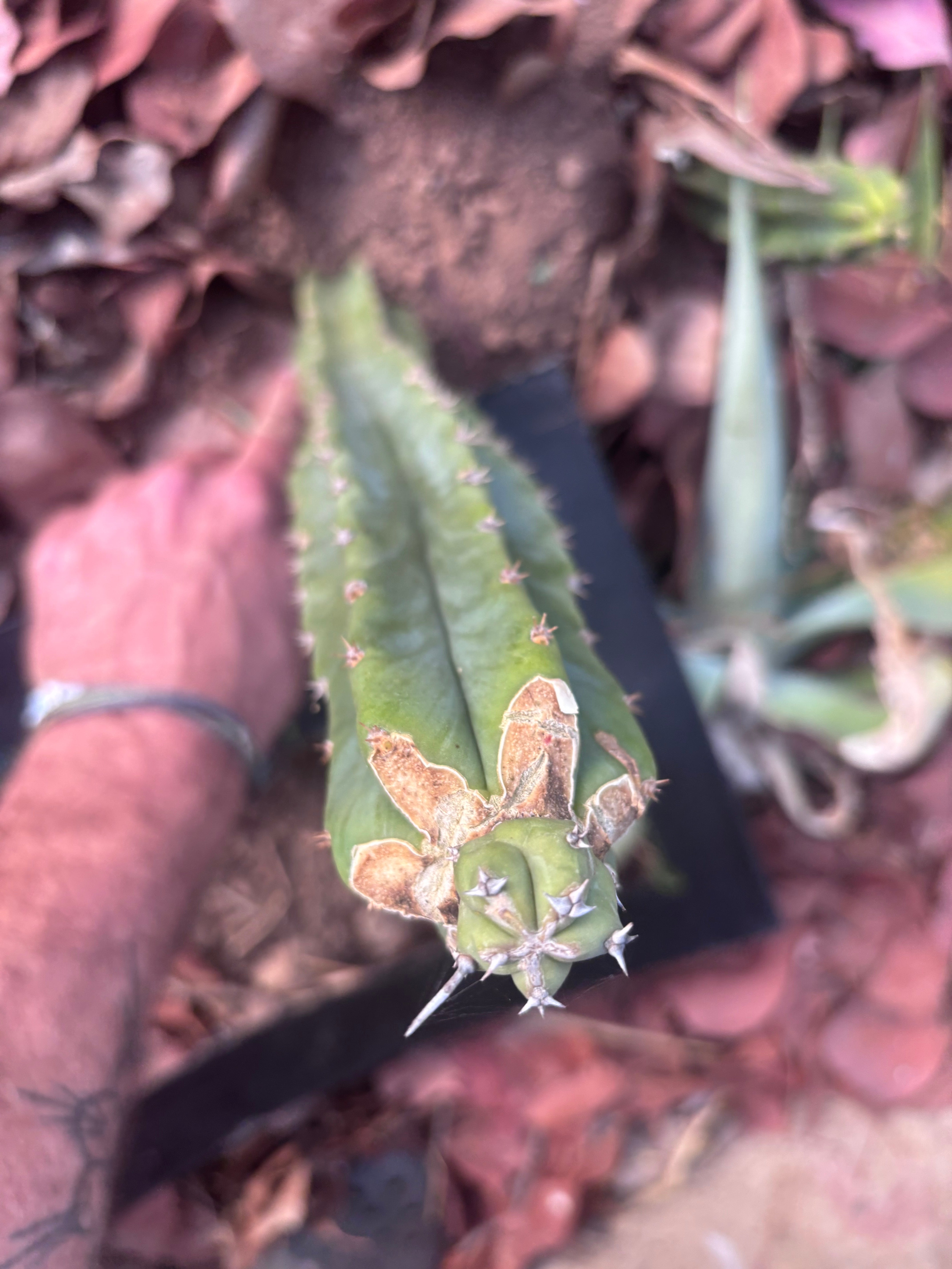 🦄 👑 M Stacker — Fully Rooted Graft