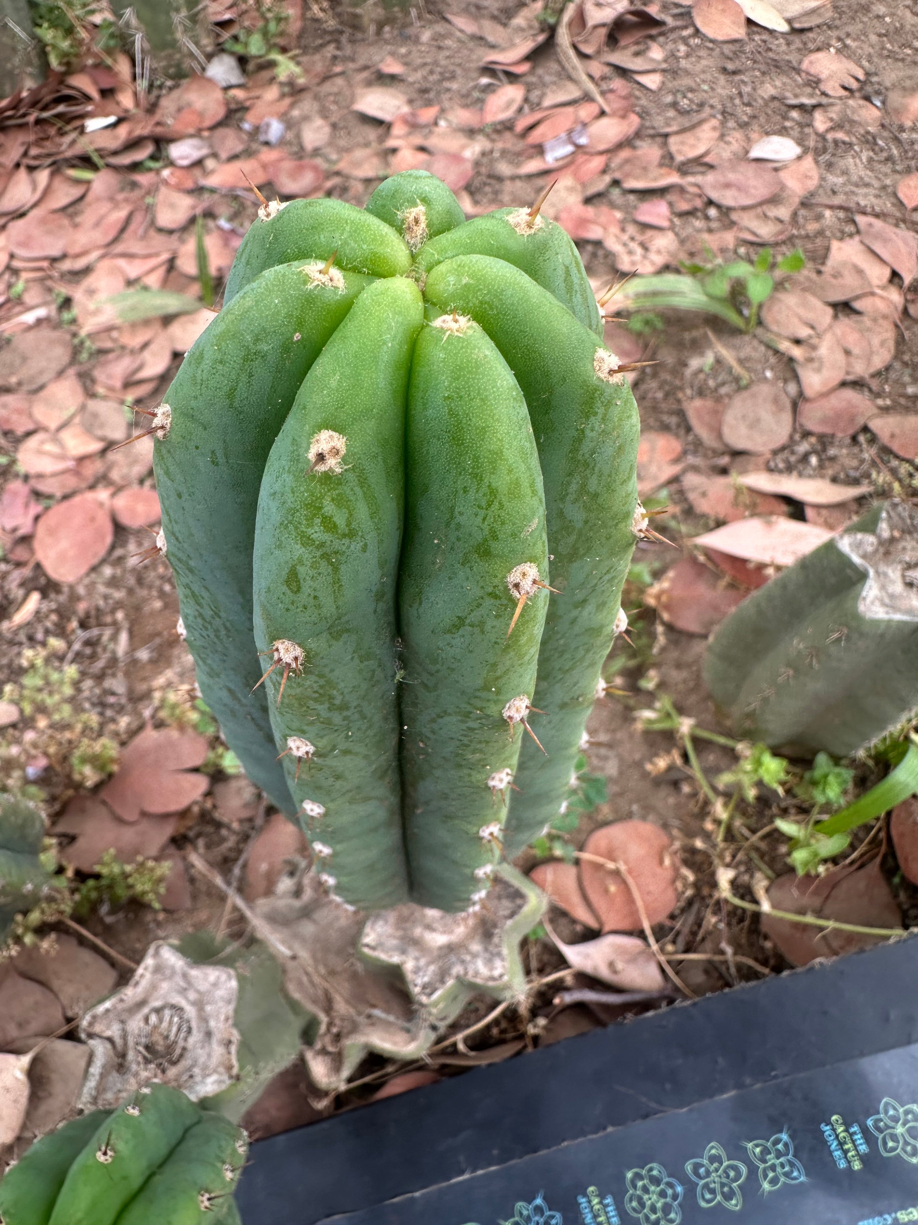 👑🌶️🌶️ Landfill — 10” Pup