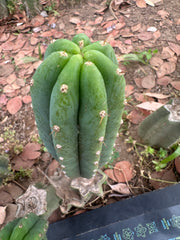 👑🌶️🌶️ Landfill — 10” Pup