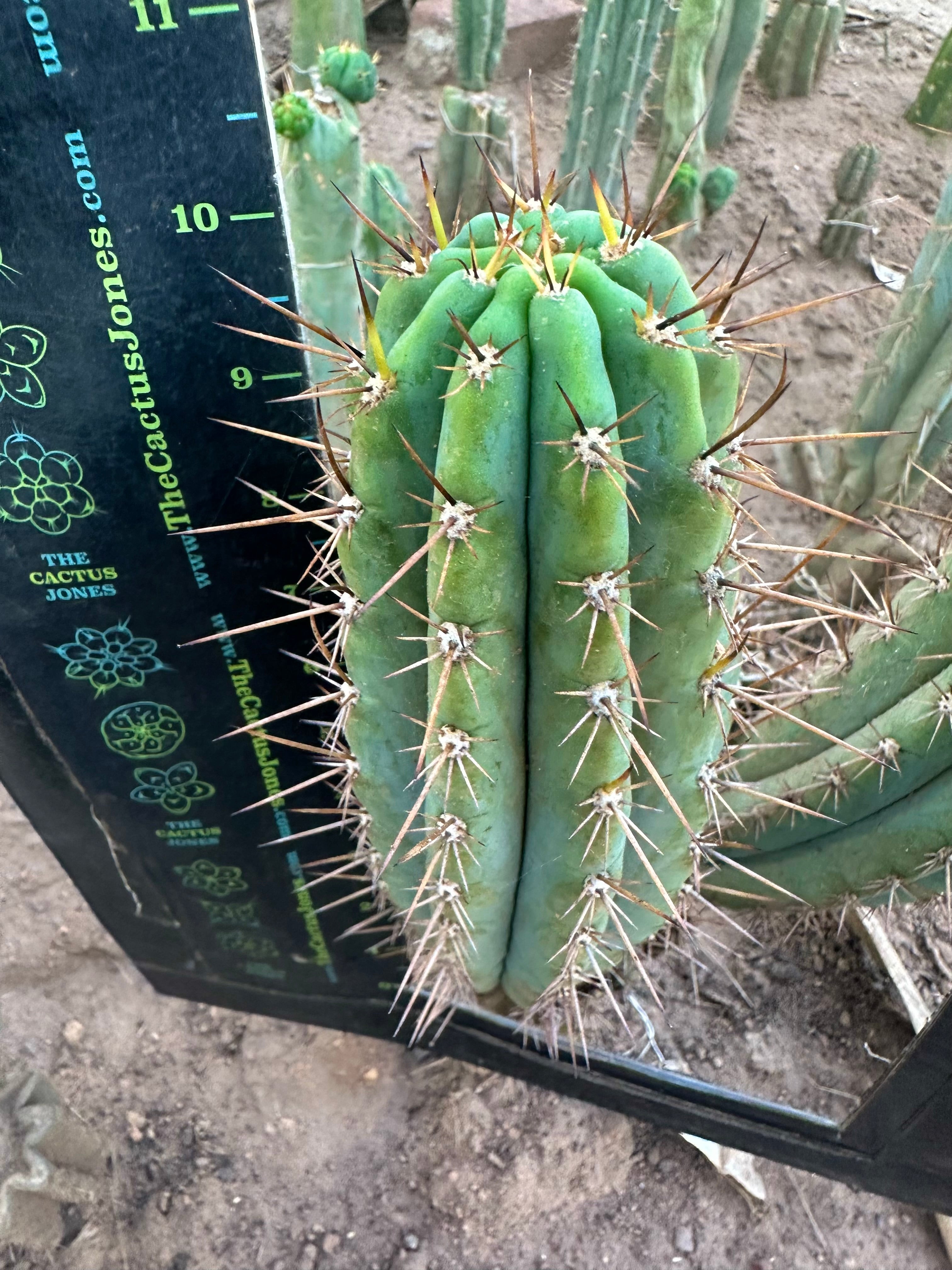 👑 Gawler — 10” Pup