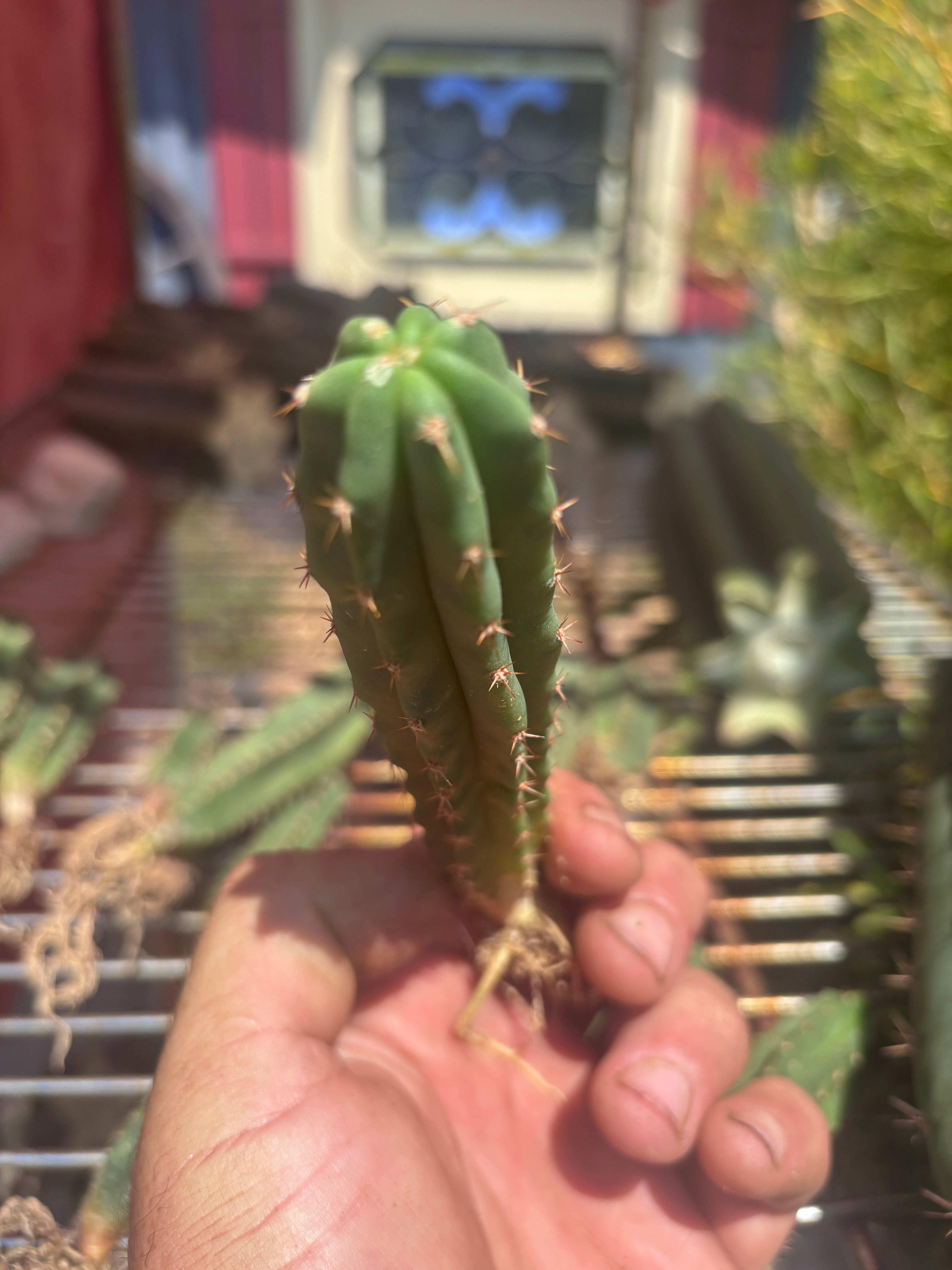 Seedlings — Malo4 x Malo4 — Lot of Four