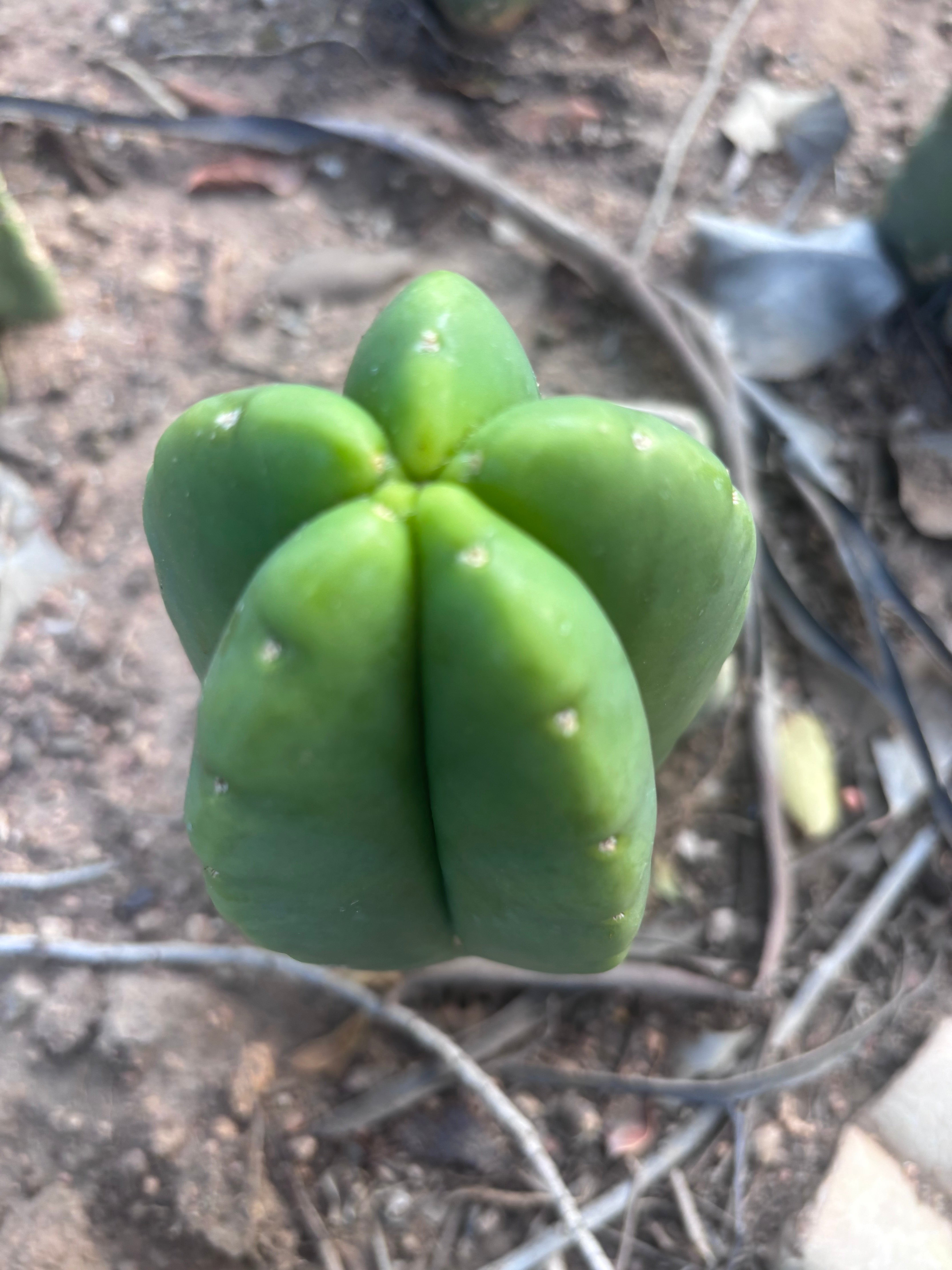 💎👑💎🌶️ Ferah! — 6” Grenade Pup