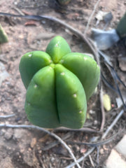 💎👑💎🌶️ Ferah! — 6” Grenade Pup