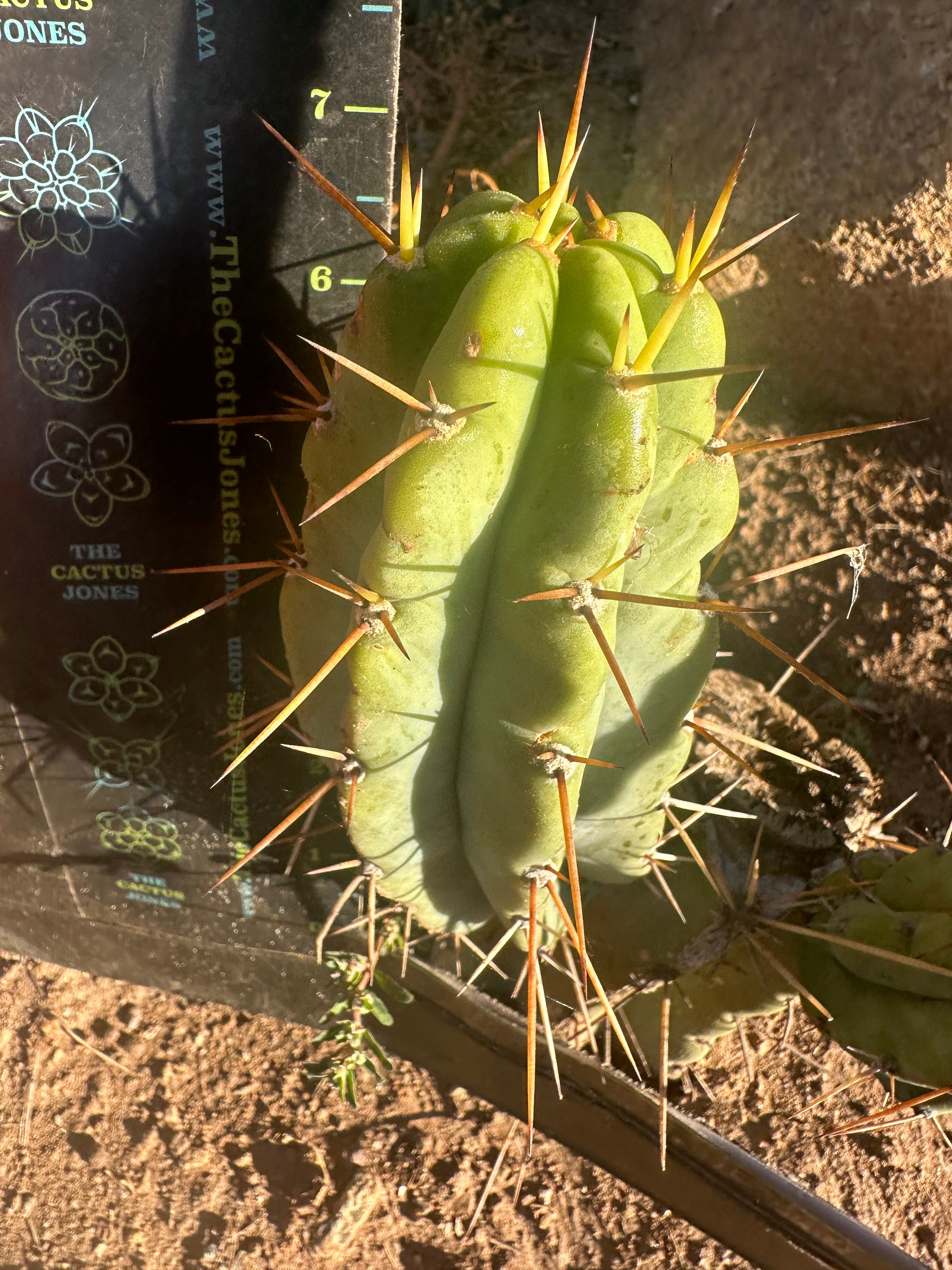 🌶️🌶️⚠️ E.R. — 7” Grenade