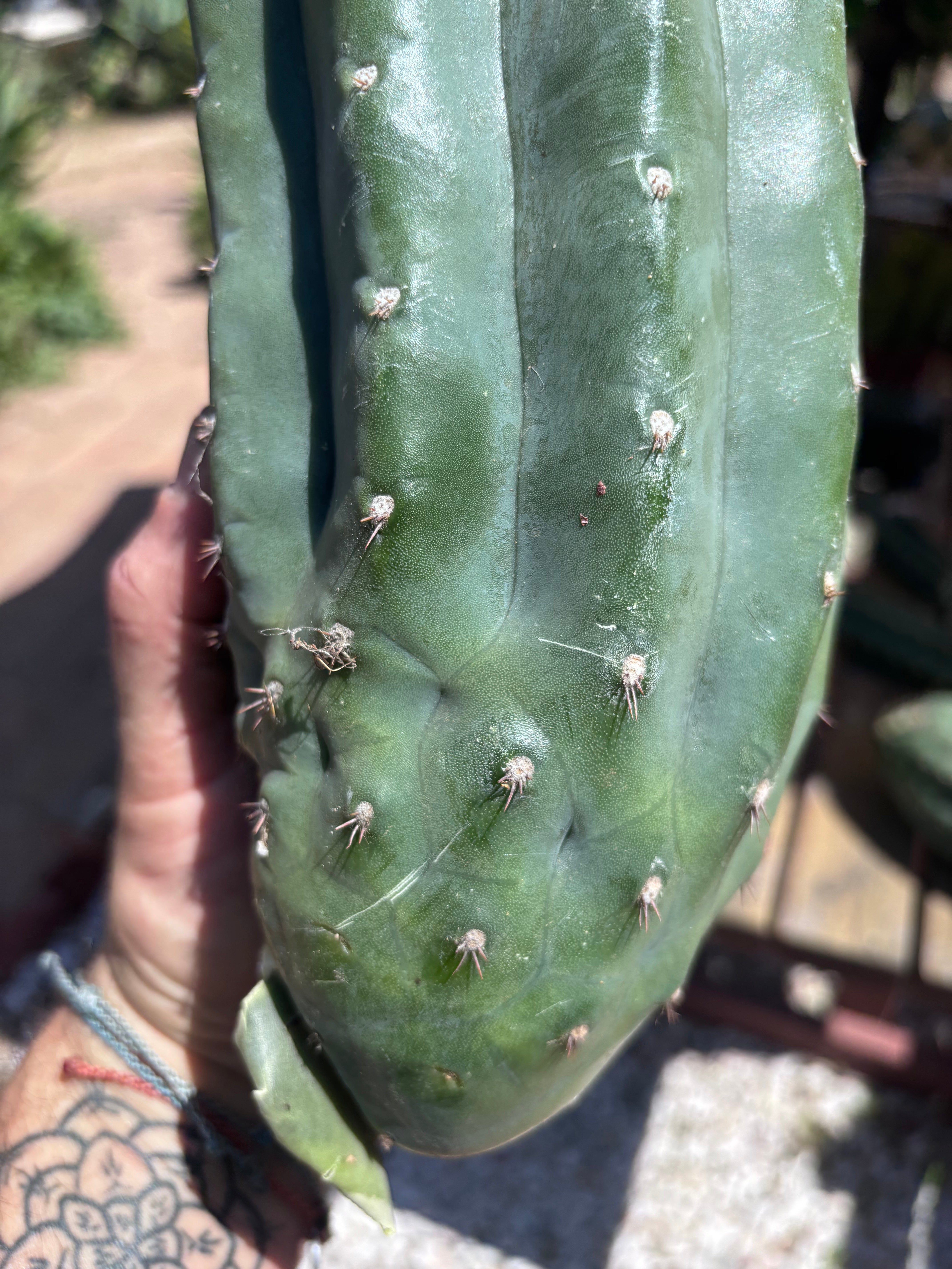 👑🌶️ Pierre — BEEFY 13” Pup
