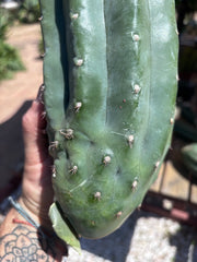 👑🌶️ Pierre — BEEFY 13” Pup
