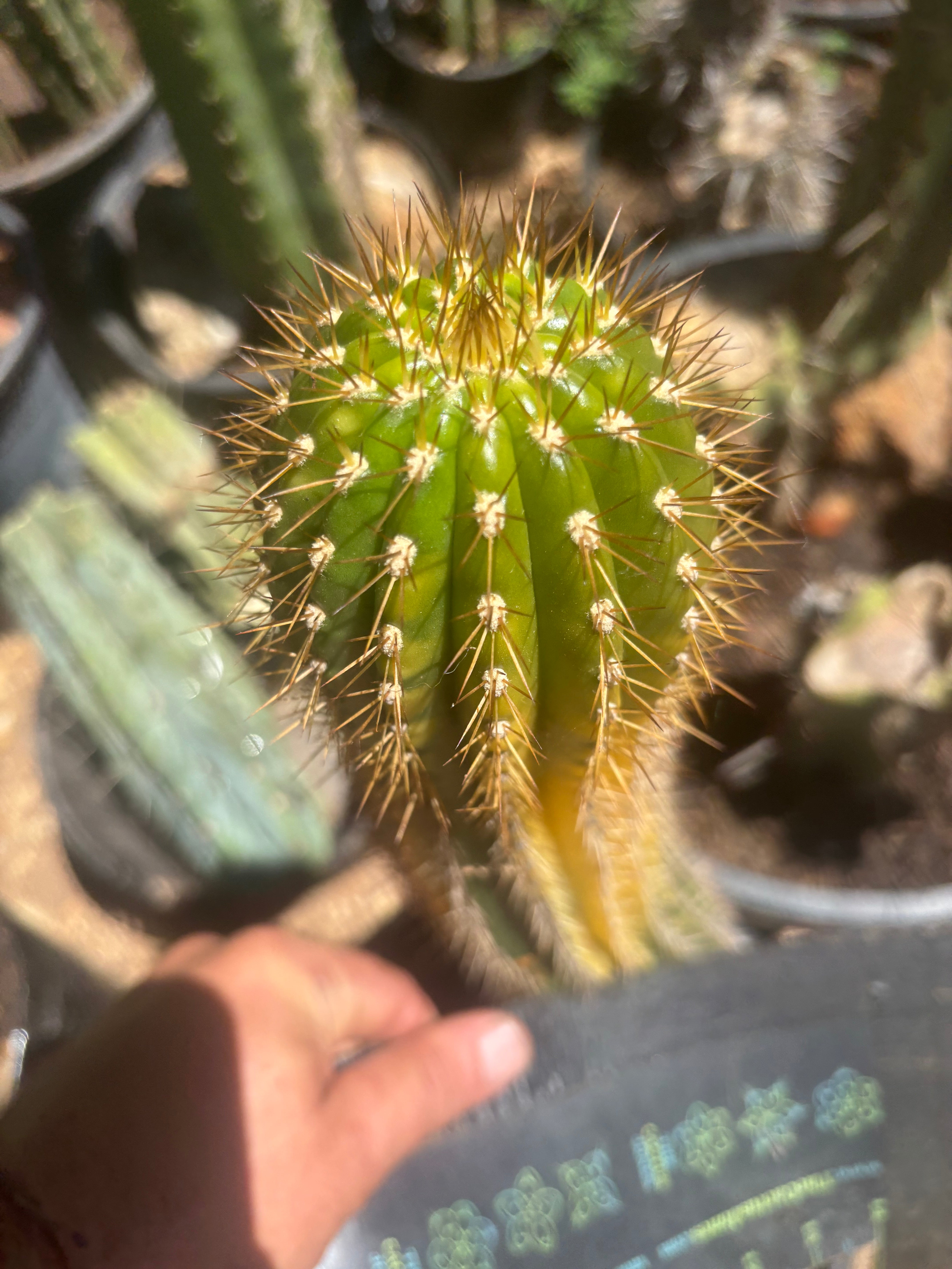 💎👑💎 Shaveri — 9” Tip