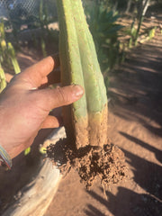 👑🌶️ Juul’s Giant — Rooted 13”