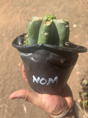 💎🌶️🌶️ NOM — Pup Graft On Rooted Shine01