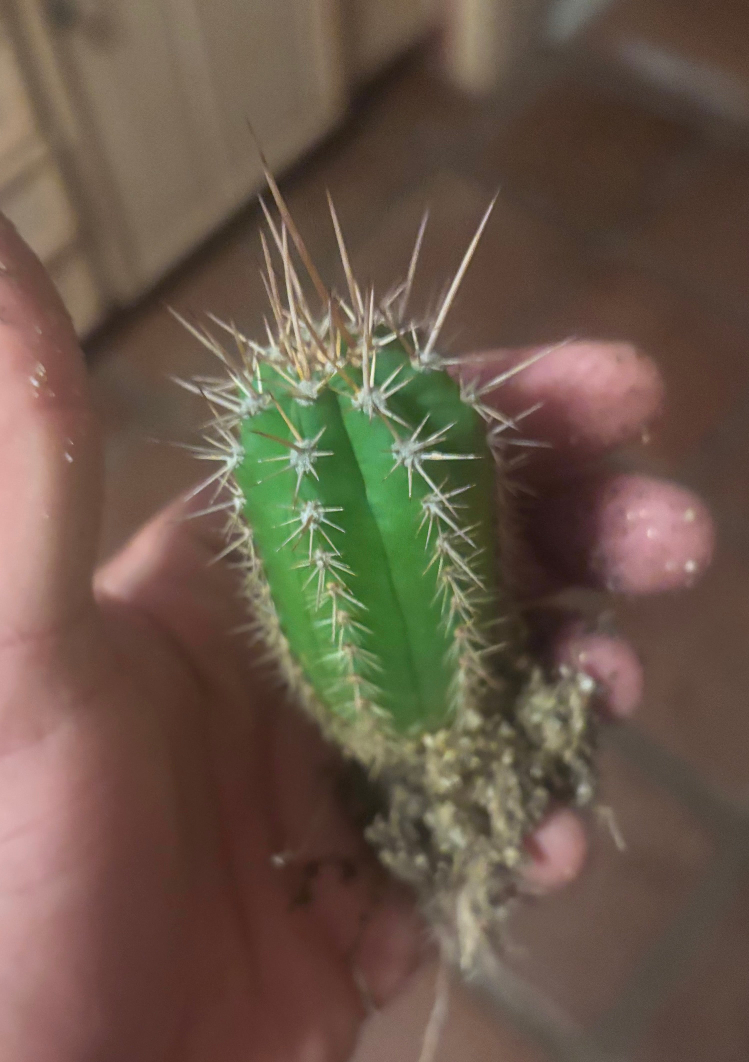 (New) FREE ADD-ON — Jones Pink x 336 Seedlings