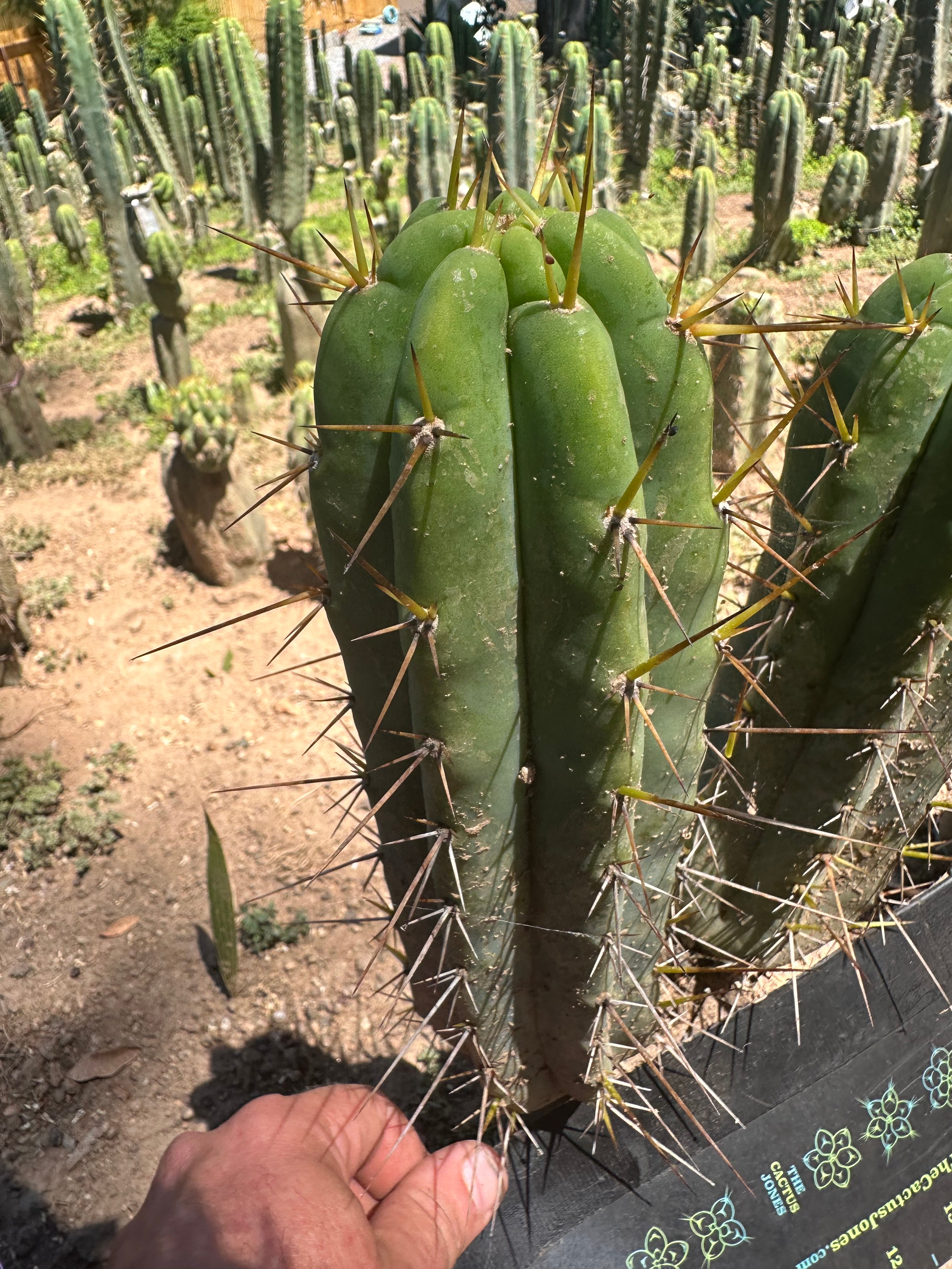 👑🌶️ Nash — 10” Tips, Restocked