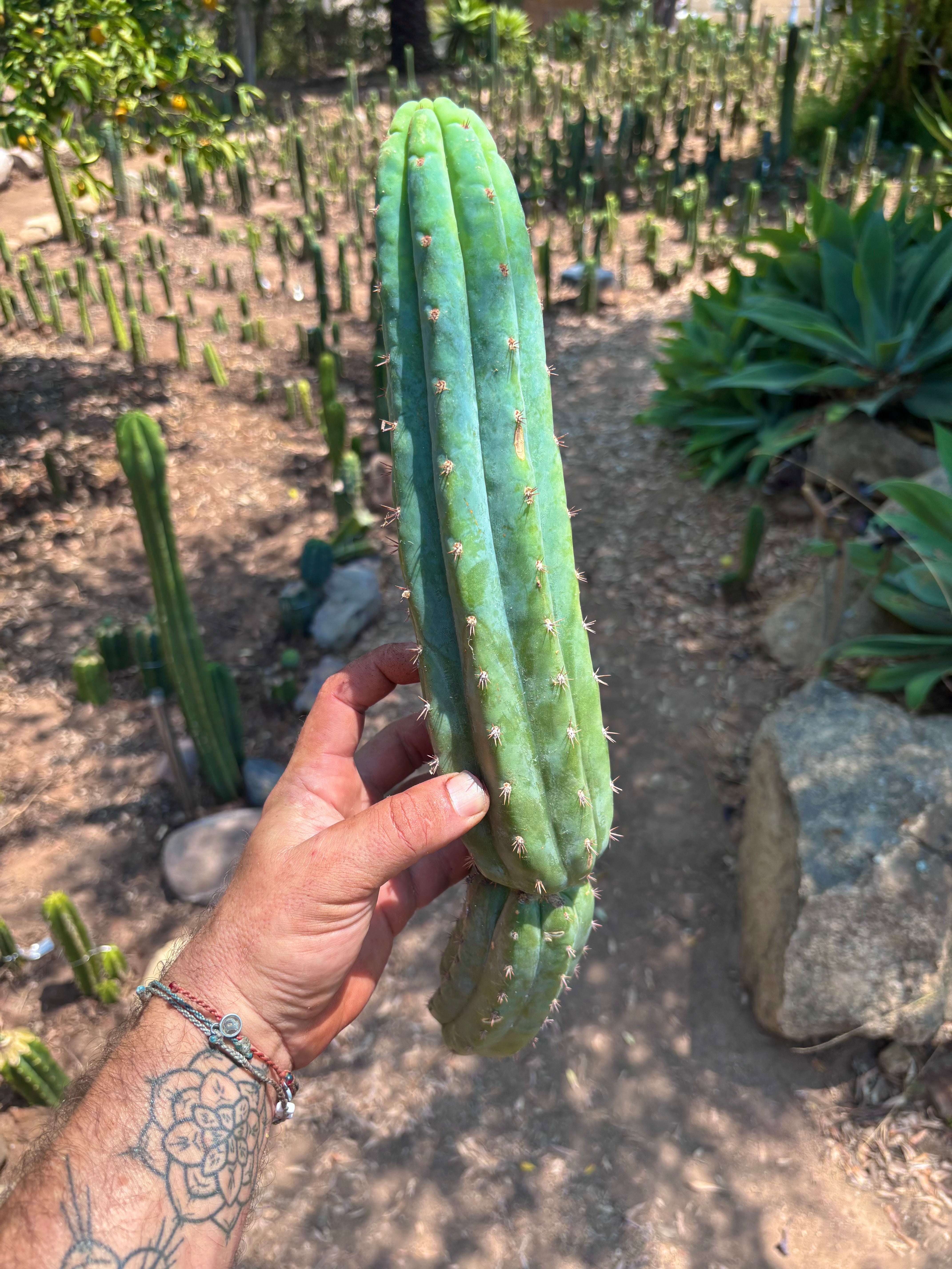 👑🌶️ Ventucky Blue — 15” Tip
