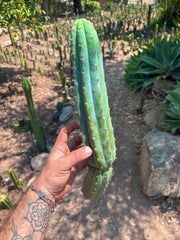 👑🌶️ Ventucky Blue — 15” Tip
