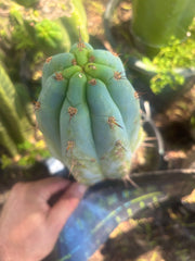 💎👑🌶️ Sharxx Blue — Thick 9” Tip