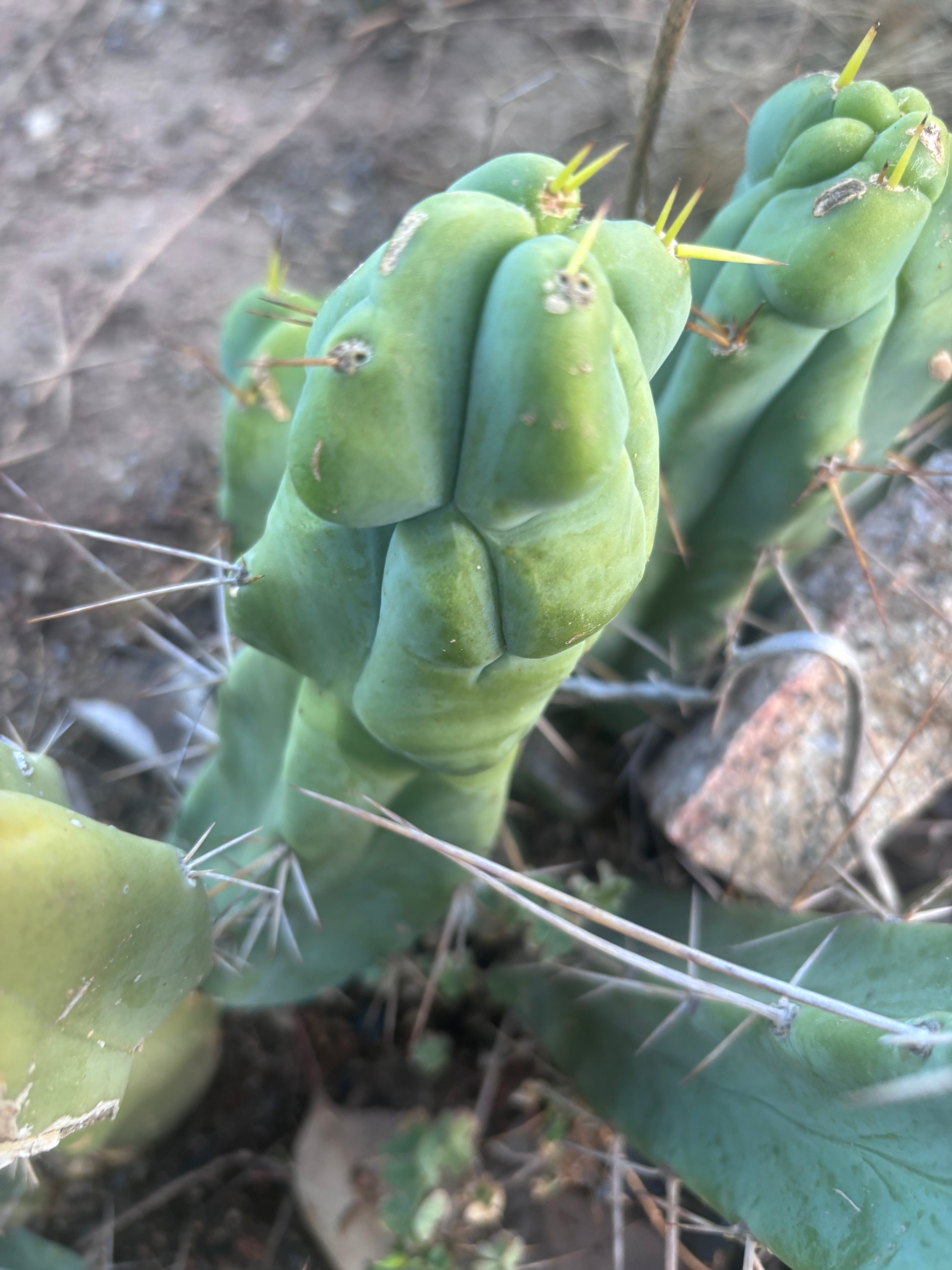 👑🌶️  Mel — 8” Pup