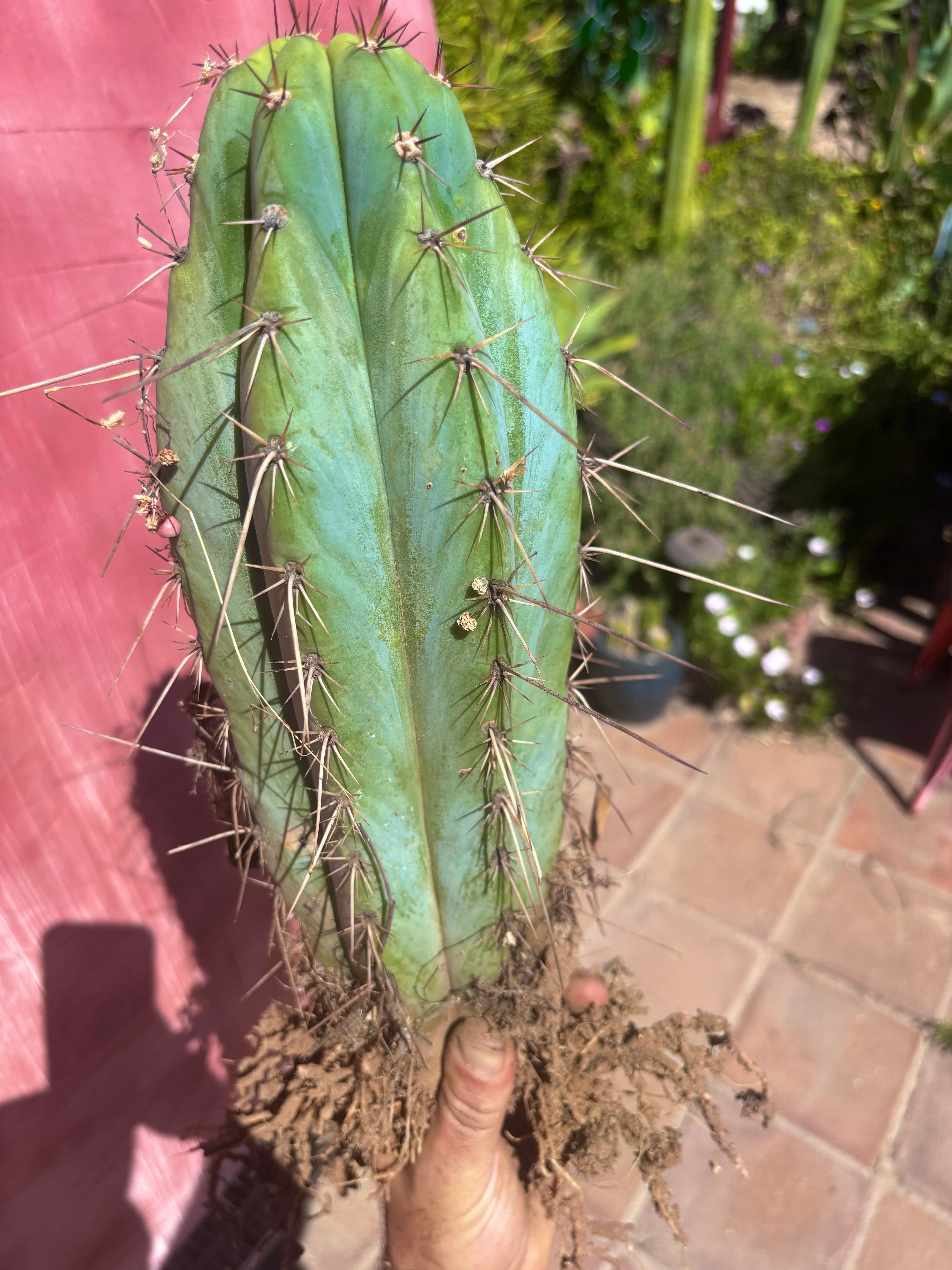 💎👑🌶️ RS0004  — 14” Rooted Chonker