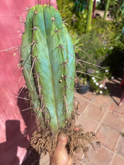 💎👑🌶️ RS0004  — 14” Rooted Chonker