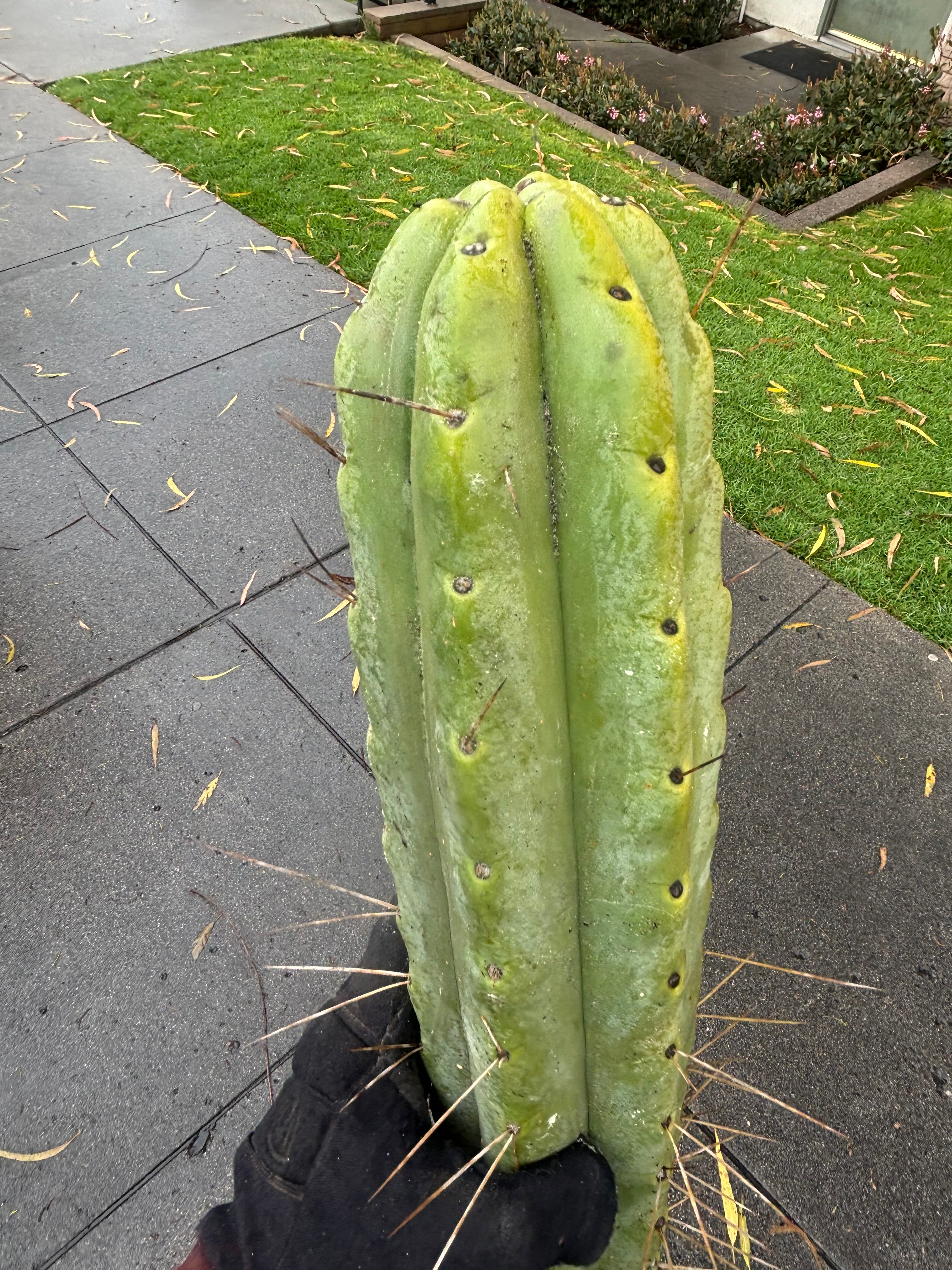 👑💎🌶️🌶️ Eileen — Max Girth 12” Tips (Restocked)