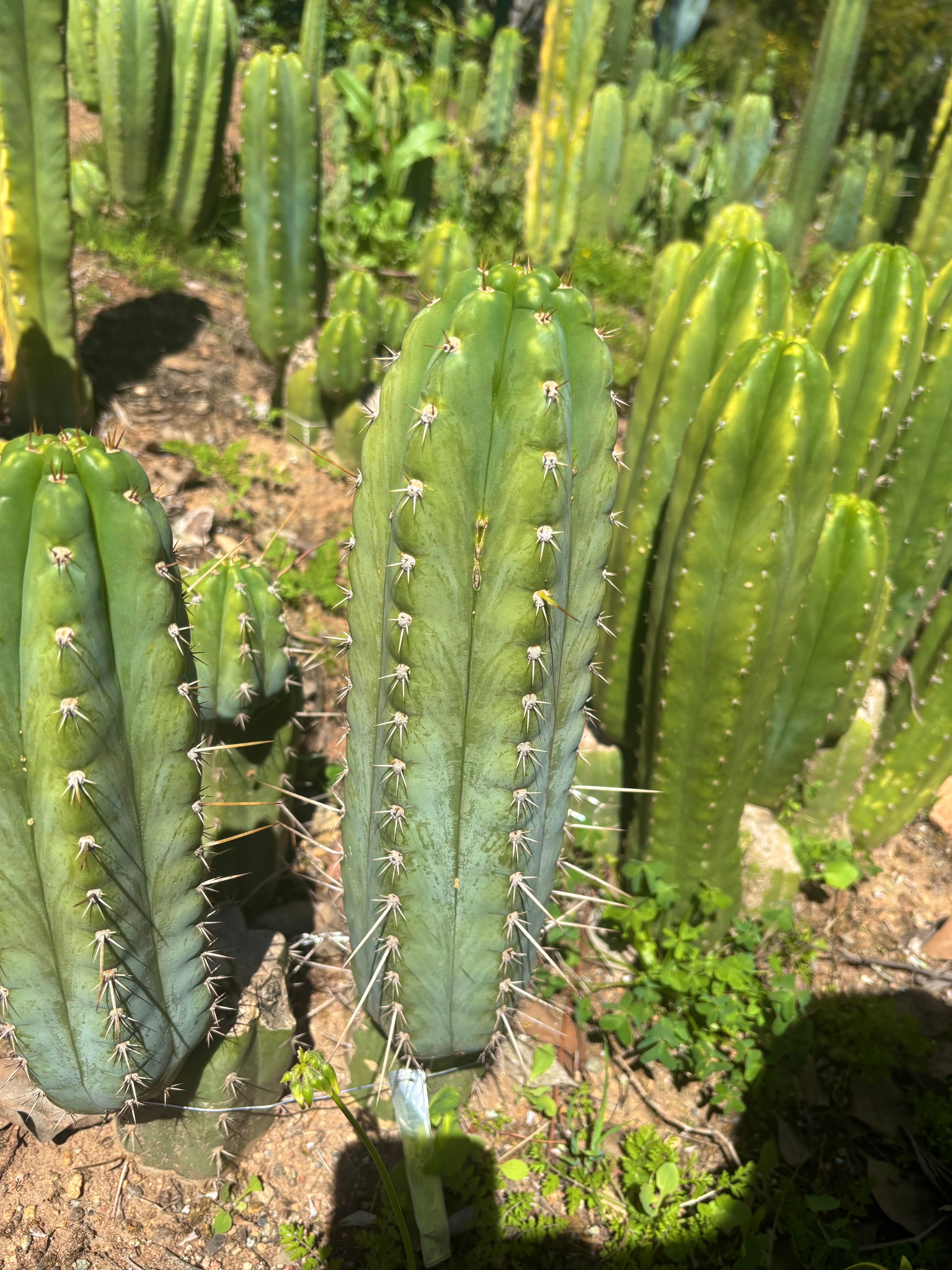 💎 Rosei 2 x Kimnach  — XL Fat 12” Pup