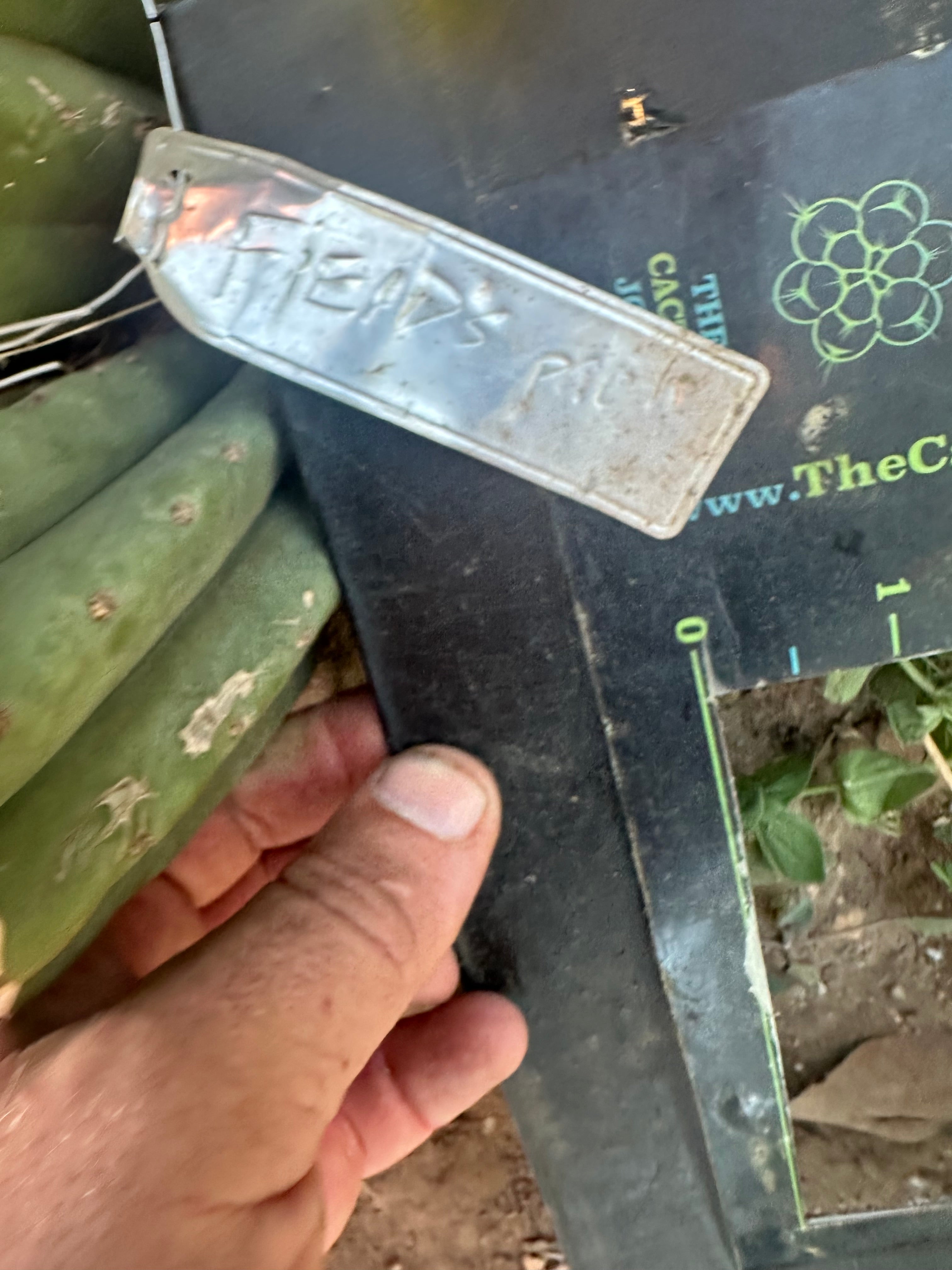 👑🌶️ The Field’s Pachanoi — Fat 10” Pup