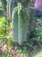 💎👑🌶️🌶️ Austy’s Bomb — 8” Pup