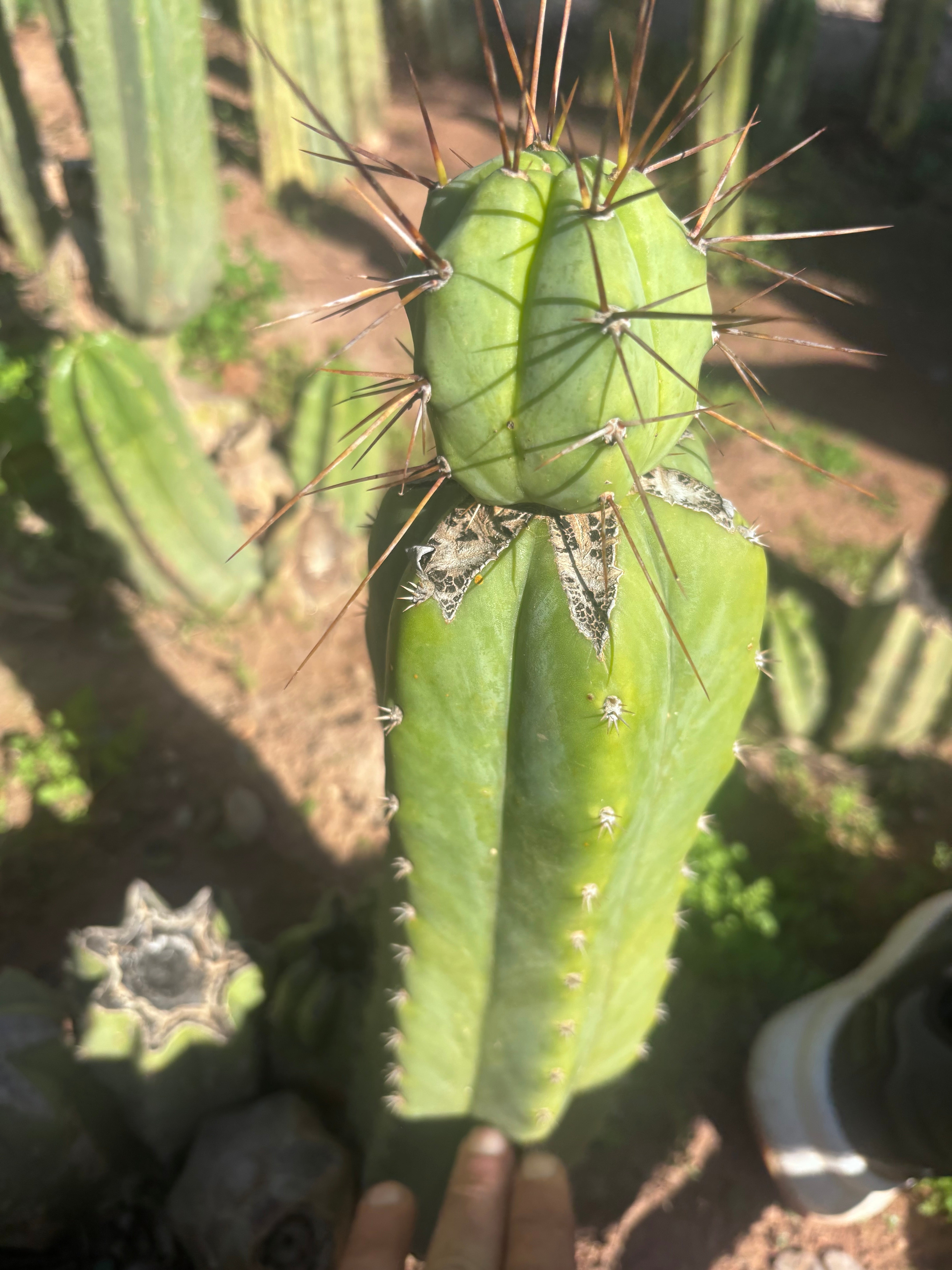 👑💎🌶️  CSD — Another Beefy Tip Graft