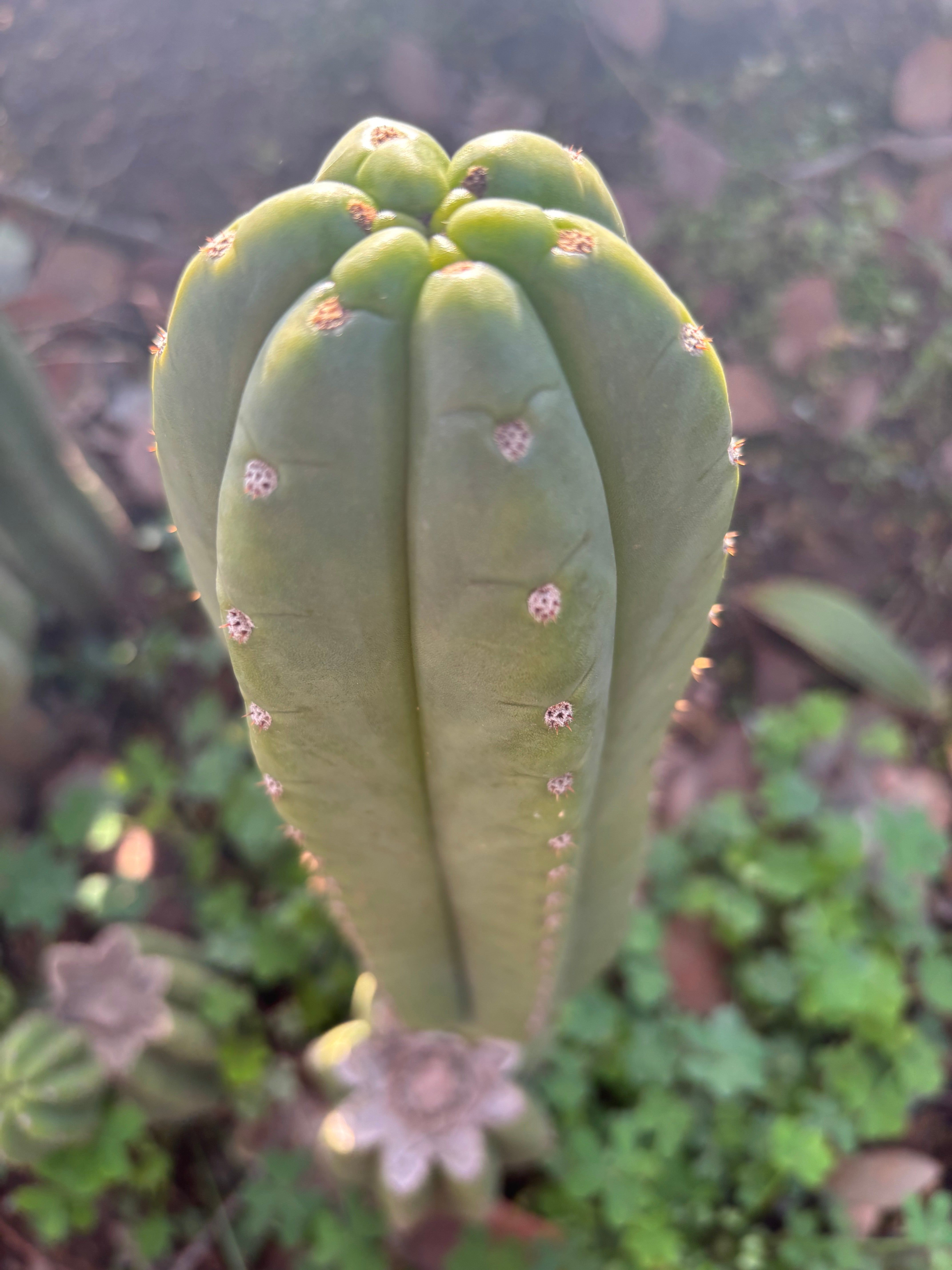 👑🌶️ The Field’s Pachanoi — Chonky 11” Pup