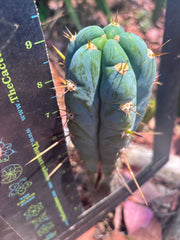 👑 Icaros — Frosty 9” Tip