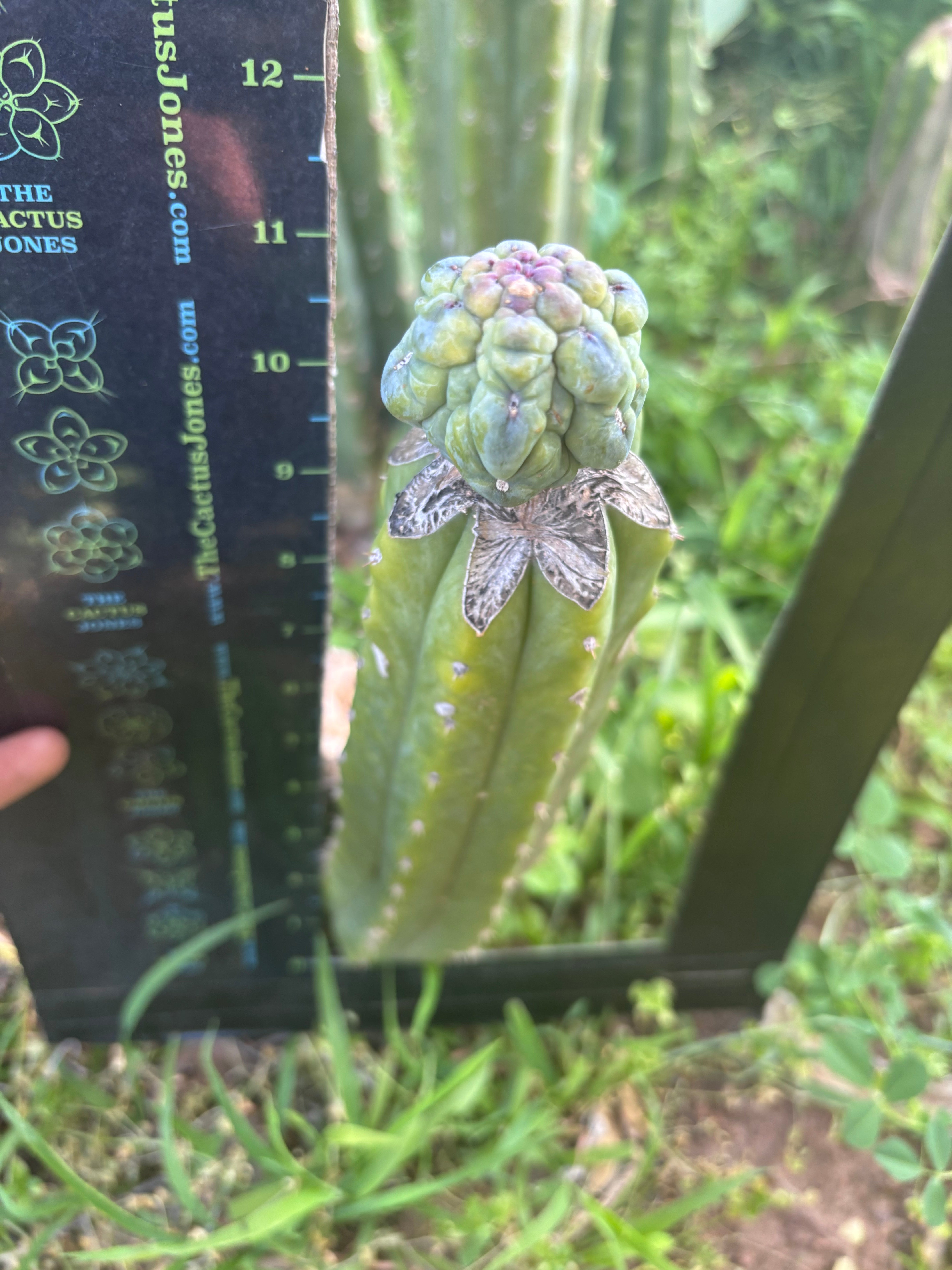 👑💎 And Again … Glorp Tip Graft