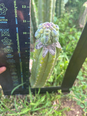 👑💎 And Again … Glorp Tip Graft