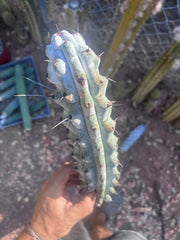 Stenocereus Beneckei — 14” Tip