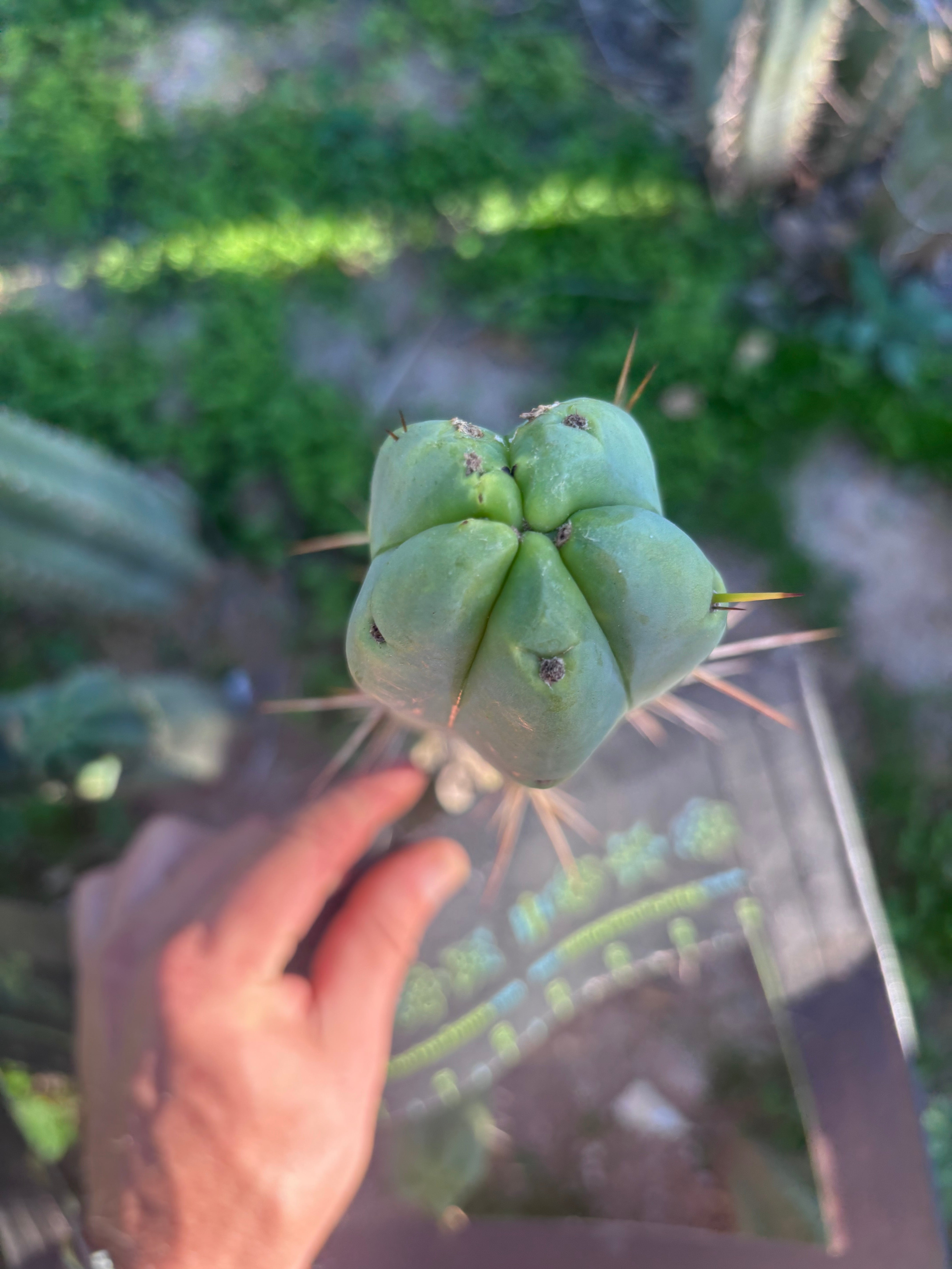 👑💎🌶️ Bob Gillette — 9” Tip