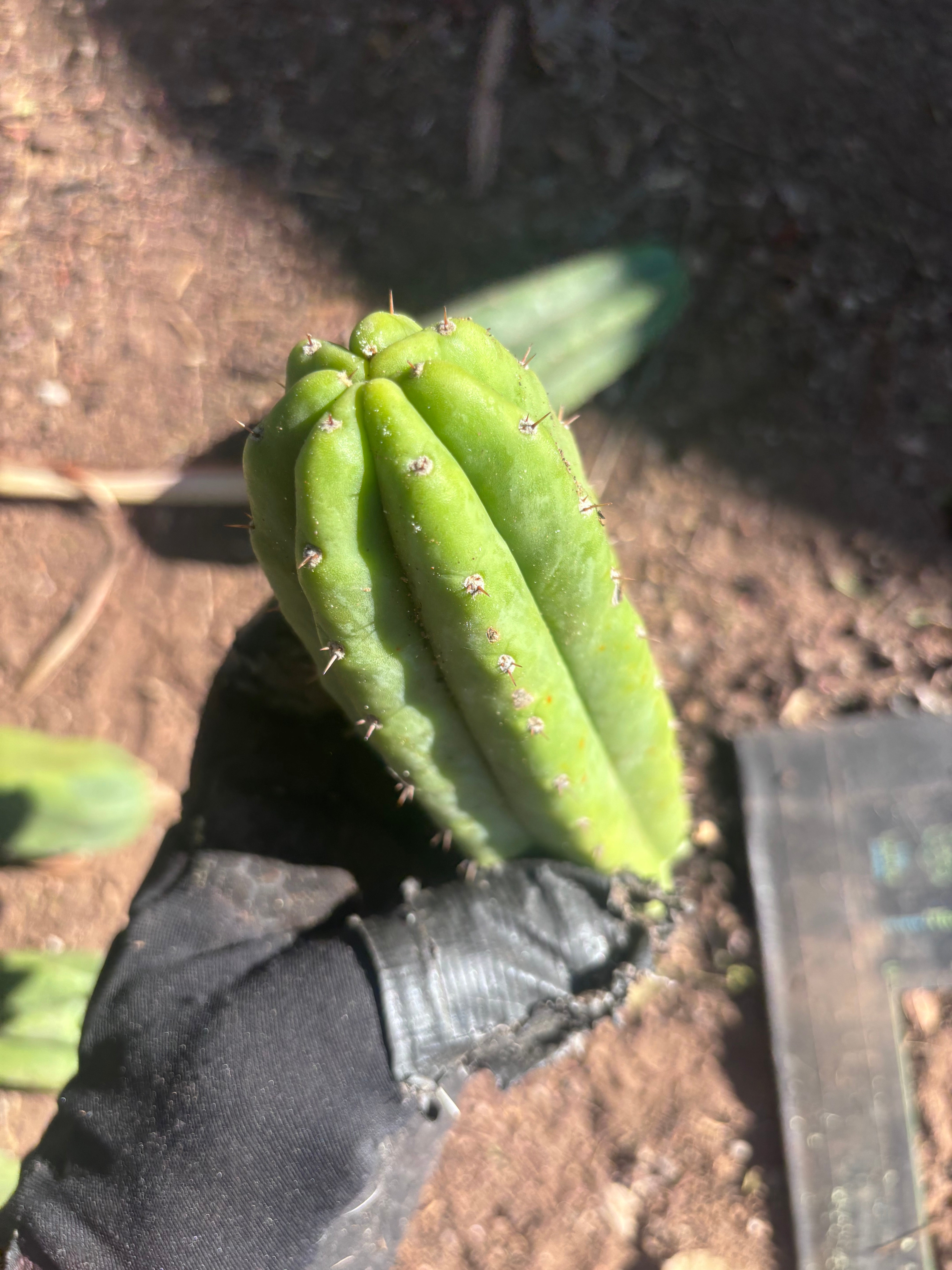 👑🌶️🌶️ Ogun — 7” Tips