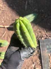 👑🌶️🌶️ Ogun — 7” Tips