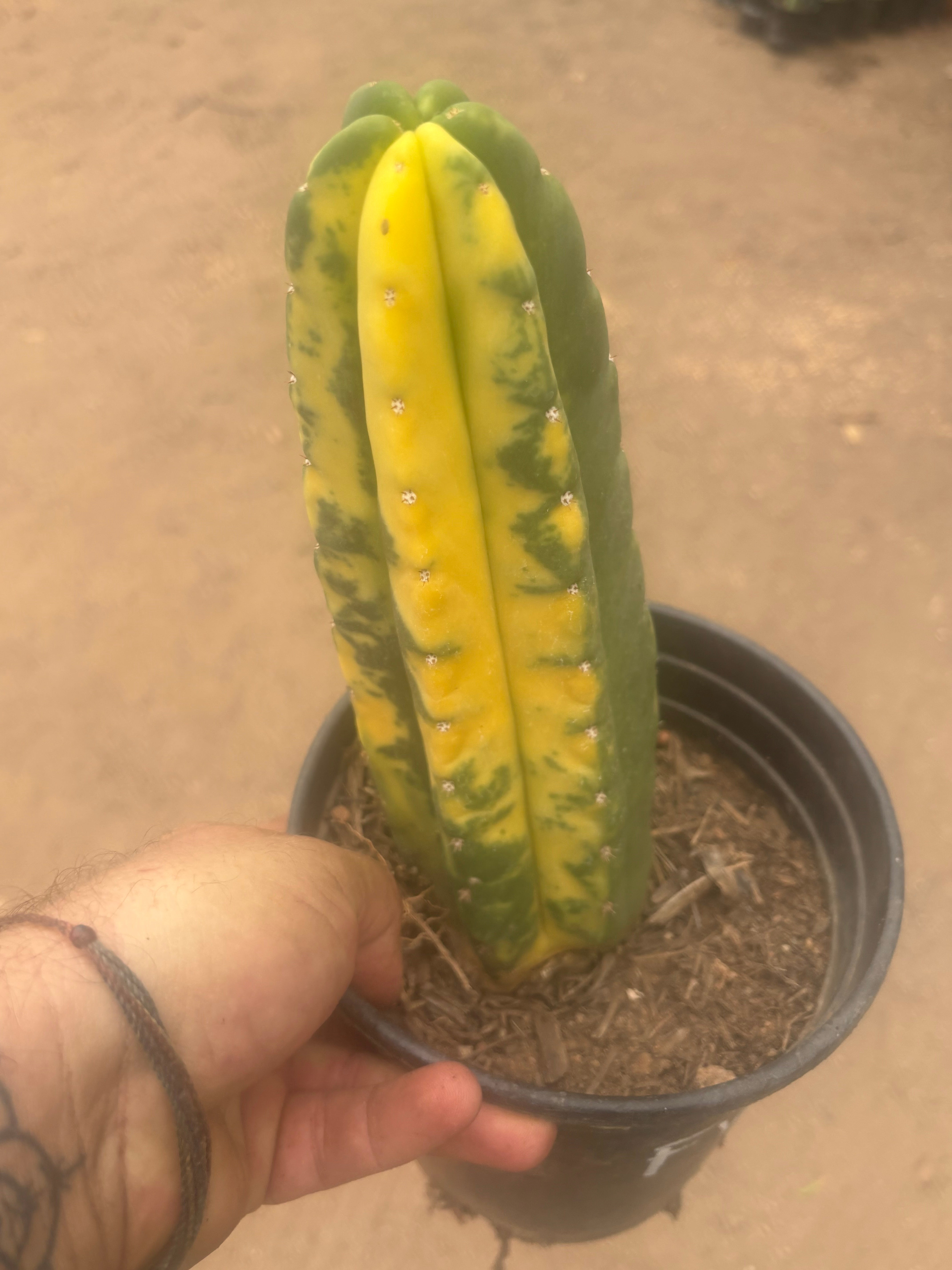 💎🔰💎💎 FVV3  — Fully Rooted 8” Pup