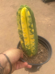 💎🔰💎💎 FVV3  — Fully Rooted 8” Pup