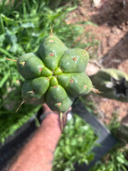 👑💎🌶️ Yowie — Beefy XL 15” Pup