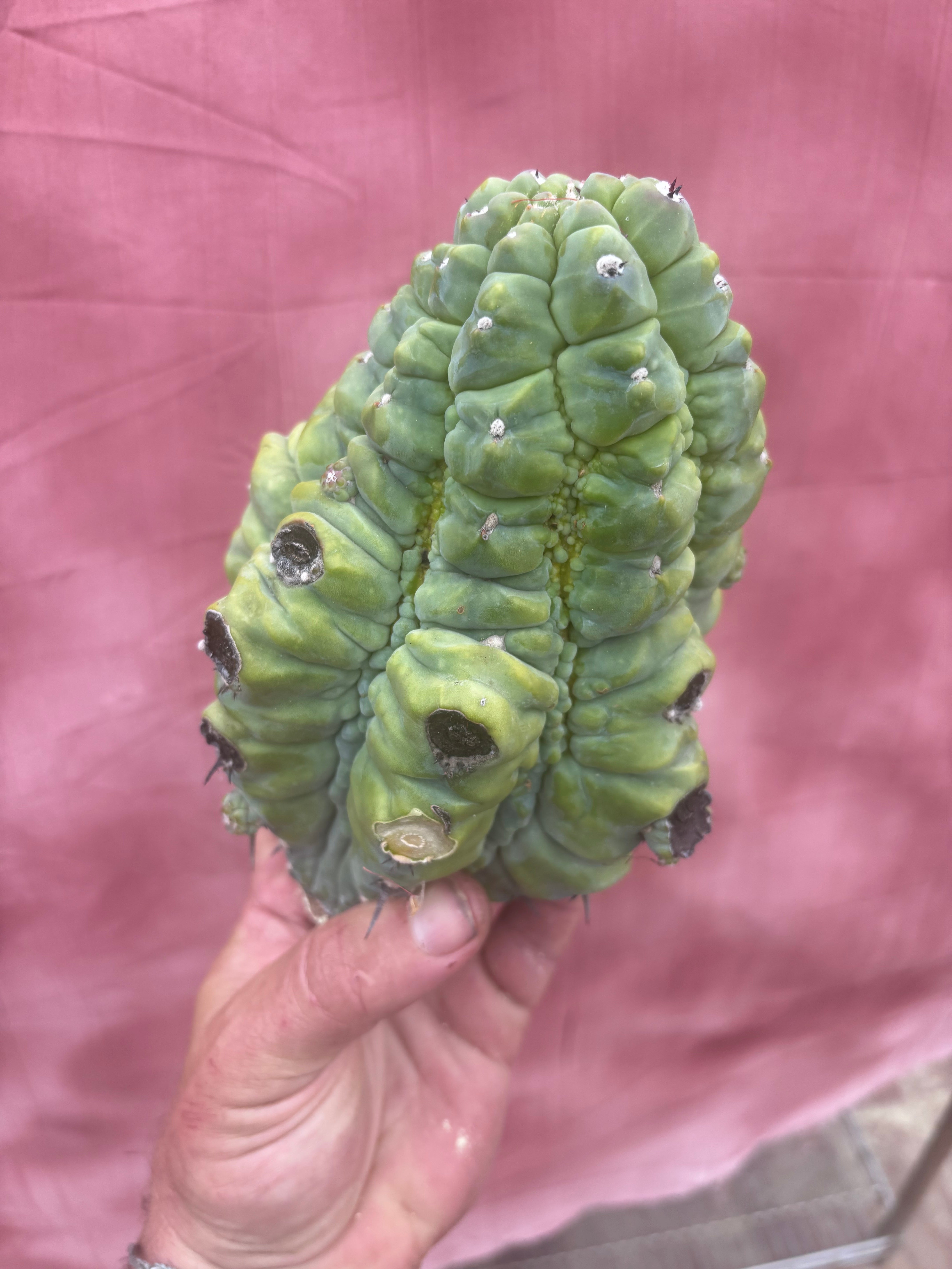 👑💎 BIG Glorp Chunk