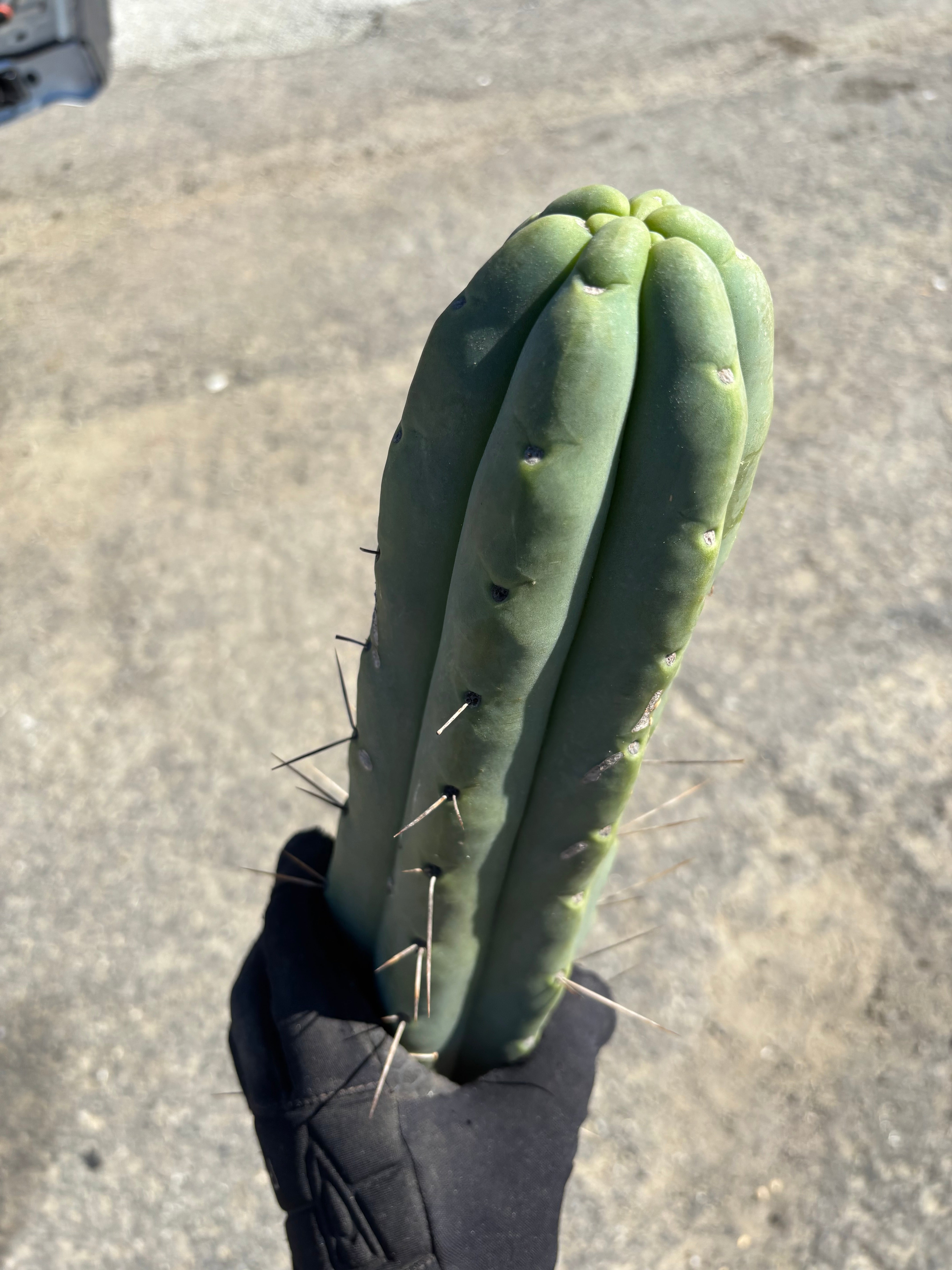 👑💎🌶️🌶️ Eileen — *Thick* 16” Tip