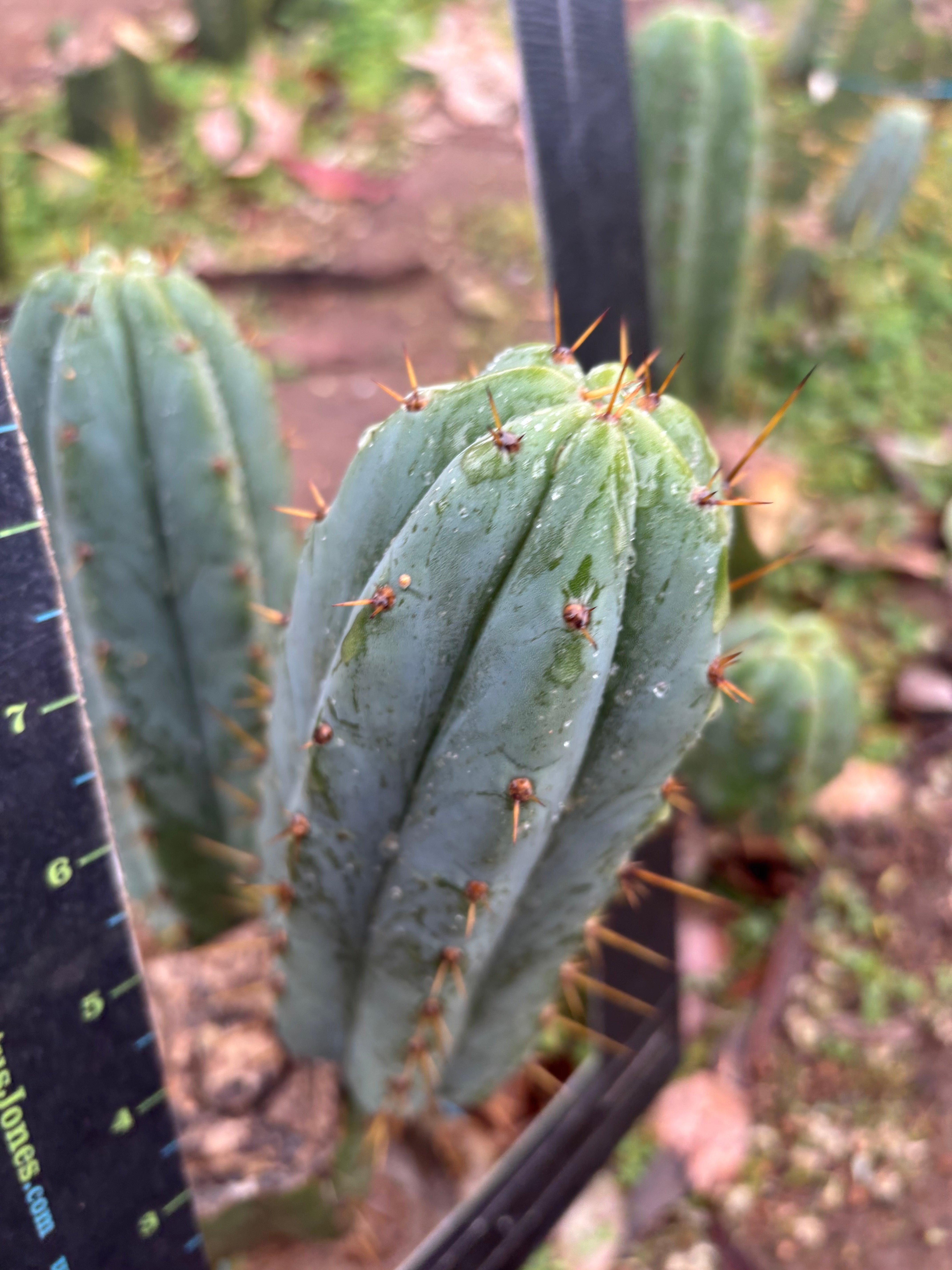 🌶️ Lumberjuuls — Fat 8” Pups