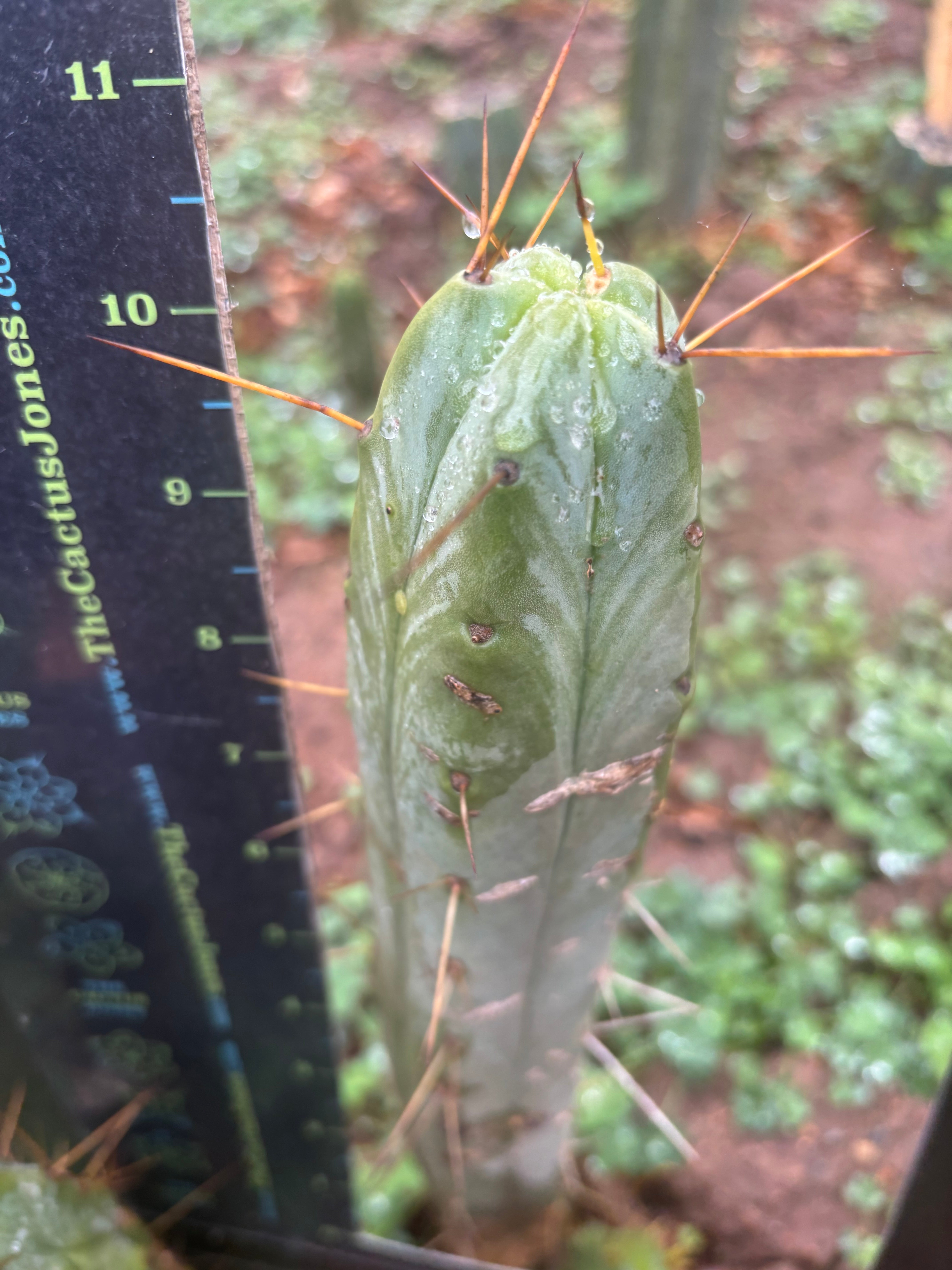 👑🌶️🌶️ Dulzura — 10” Tip