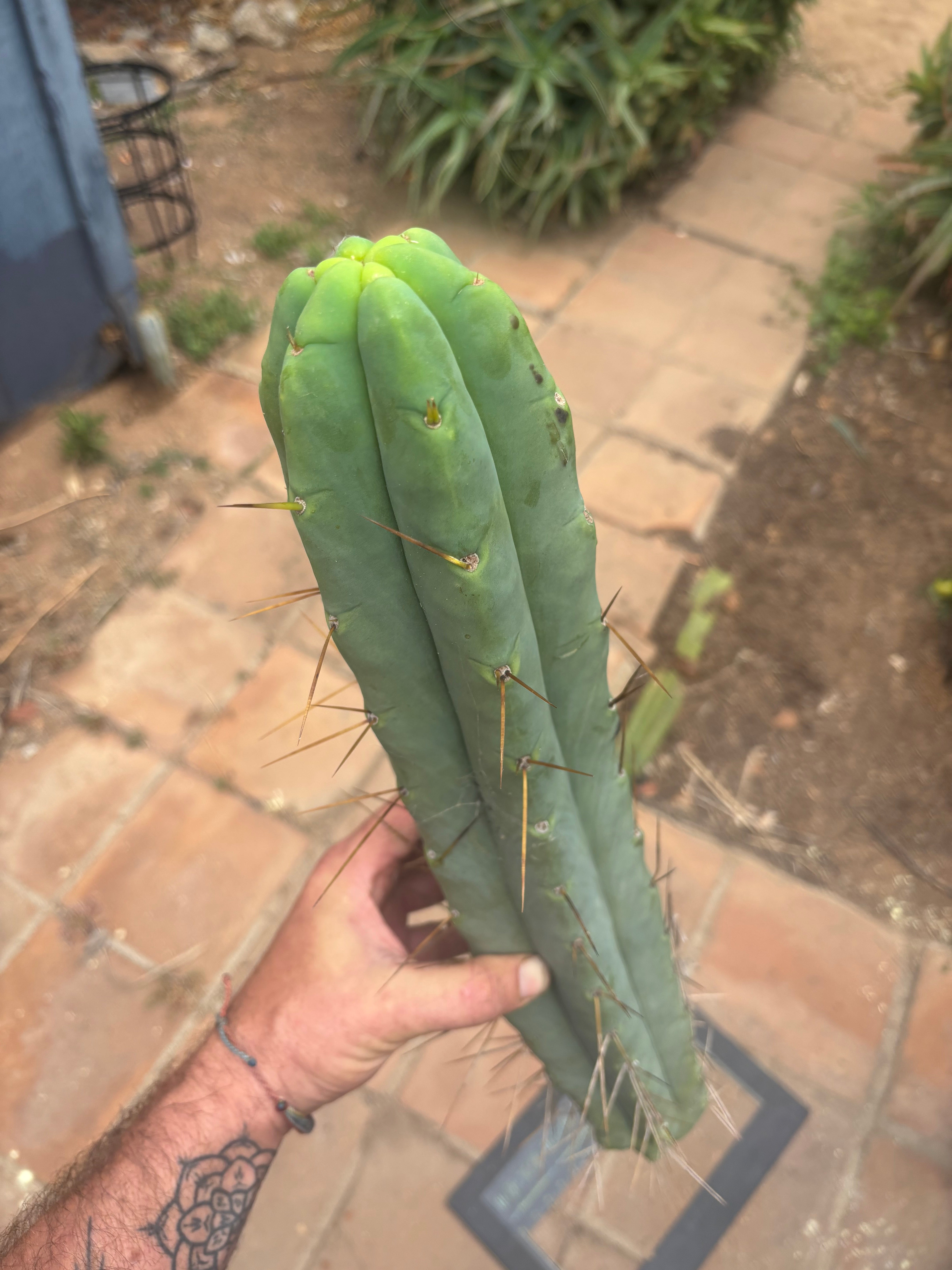 👑💎🌶️🌶️ Eileen — 17” Mega Tip