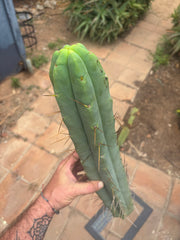 👑💎🌶️🌶️ Eileen — 17” Mega Tip